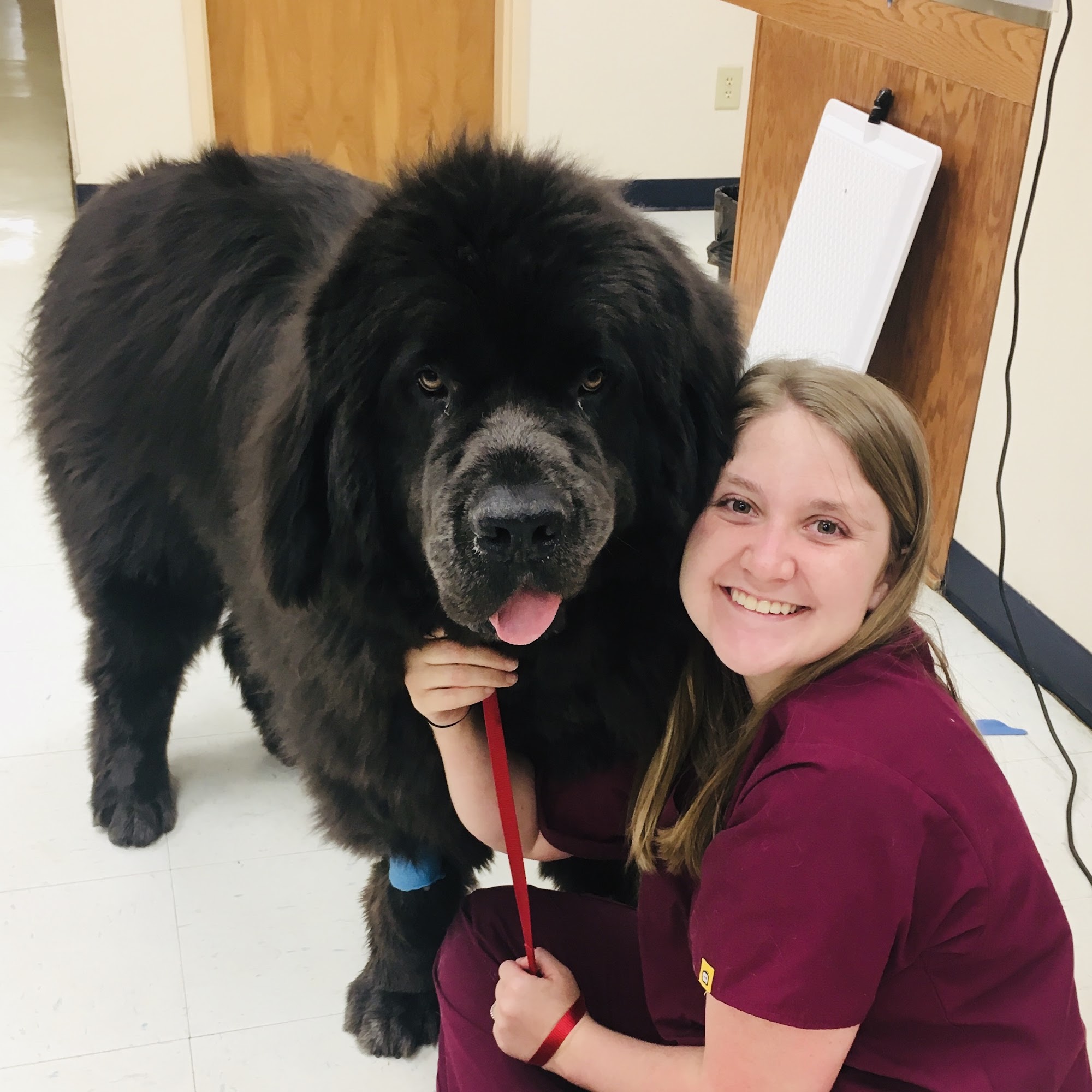 Critter Clinic Gallatin
