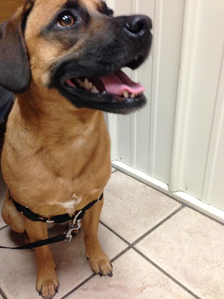 Volunteer Veterinary Clinic: Fields Allison DVM Gallatin