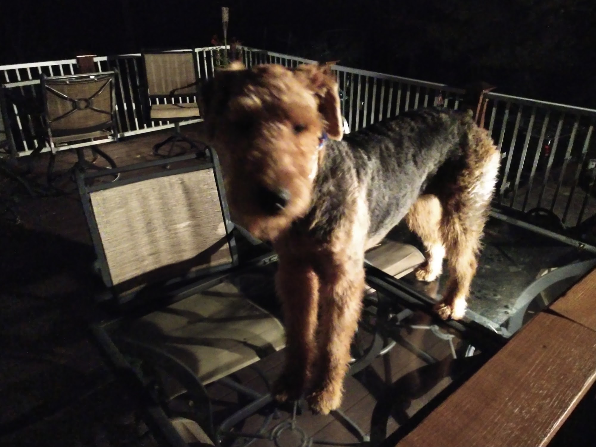 Sumner Spay Neuter Alliance Gallatin