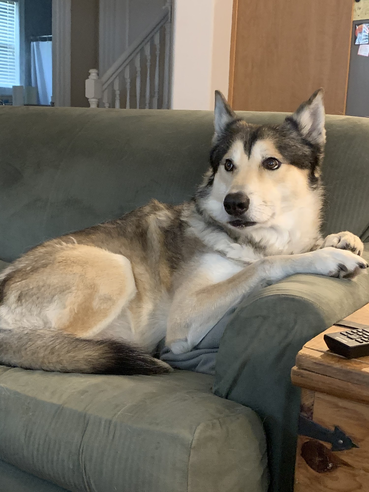 Germantown Animal Hospital Germantown