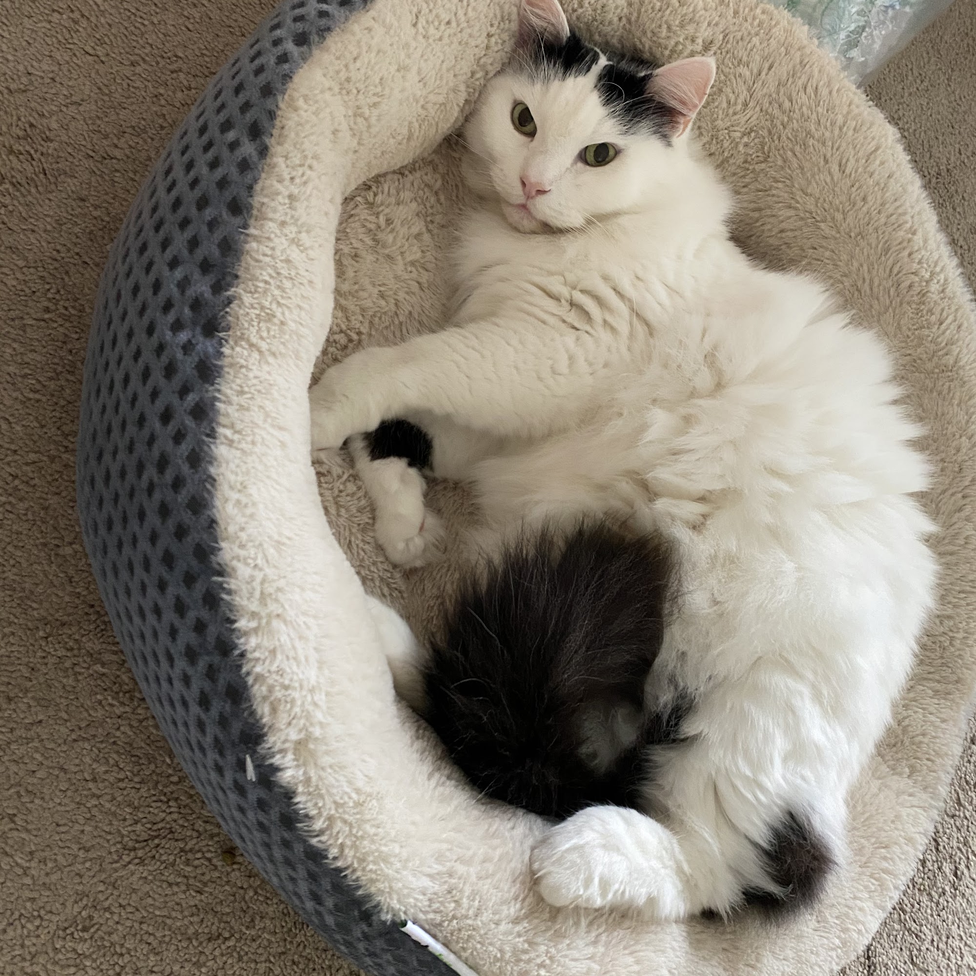 Germantown Animal Hospital Germantown