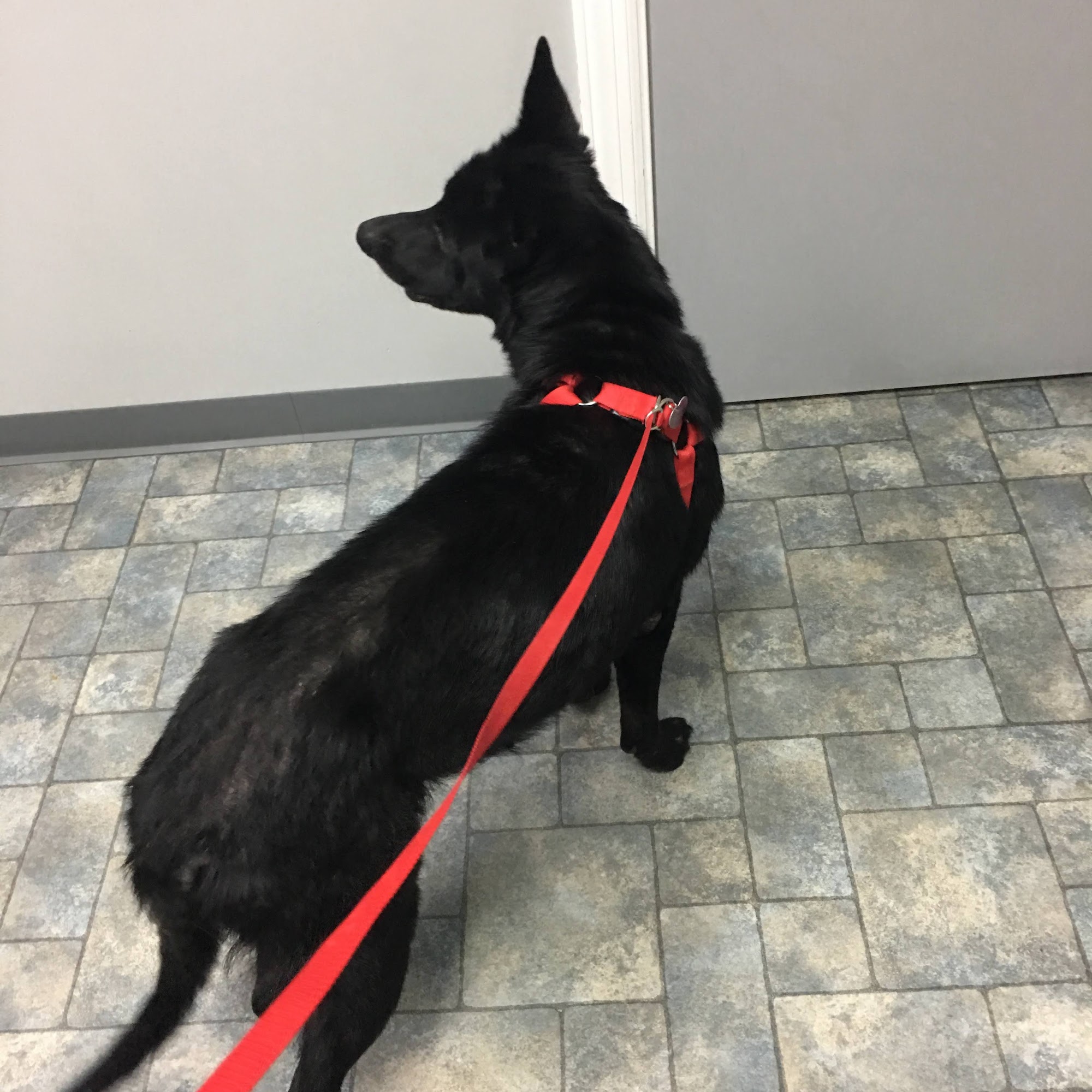 Root Animal Clinic Goodlettsville