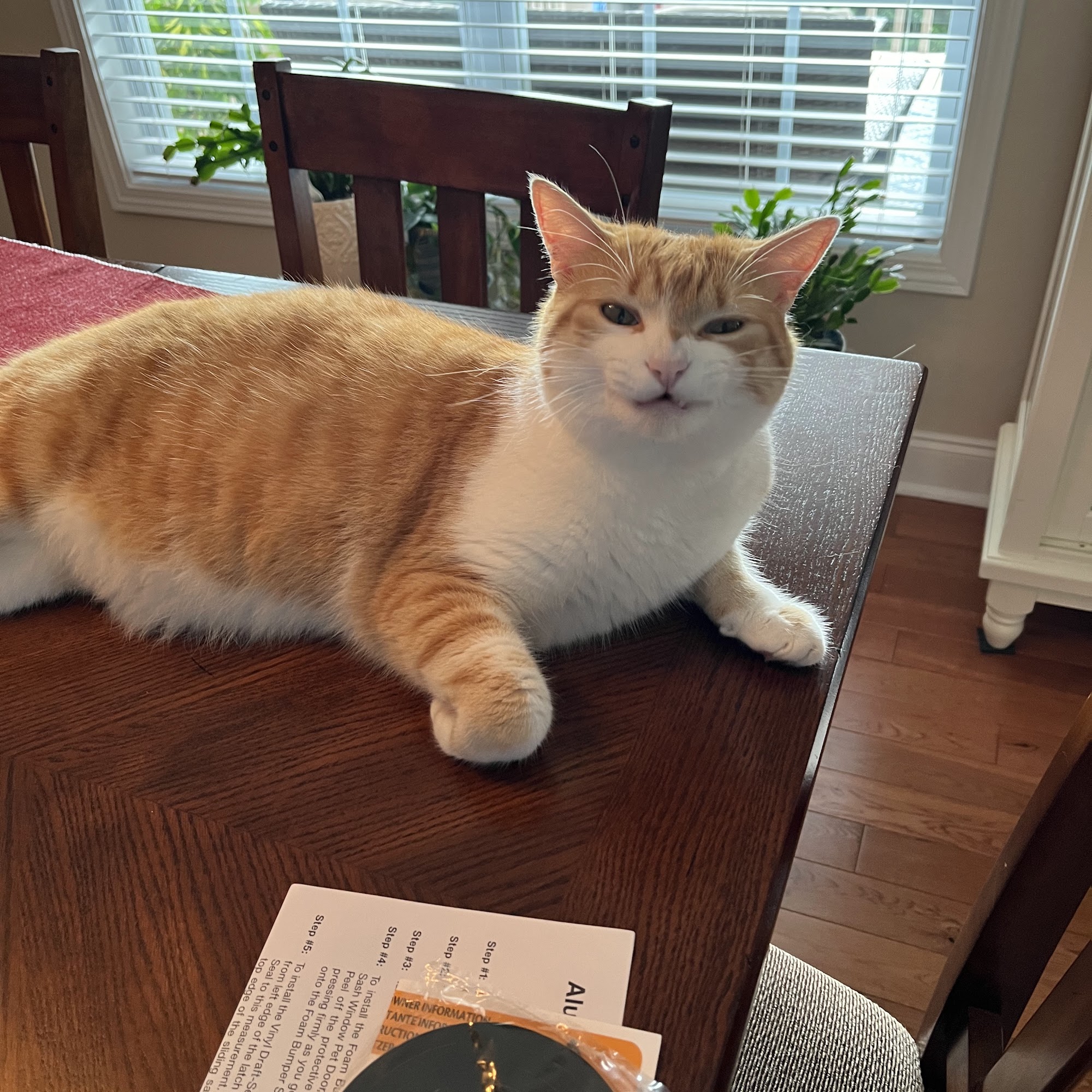 Robinson Animal Hospital: Gray