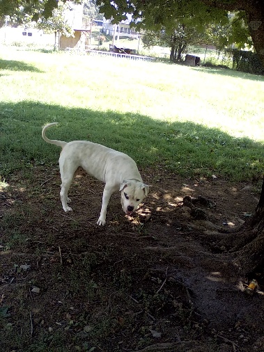 Gray Kennels & Security Gray