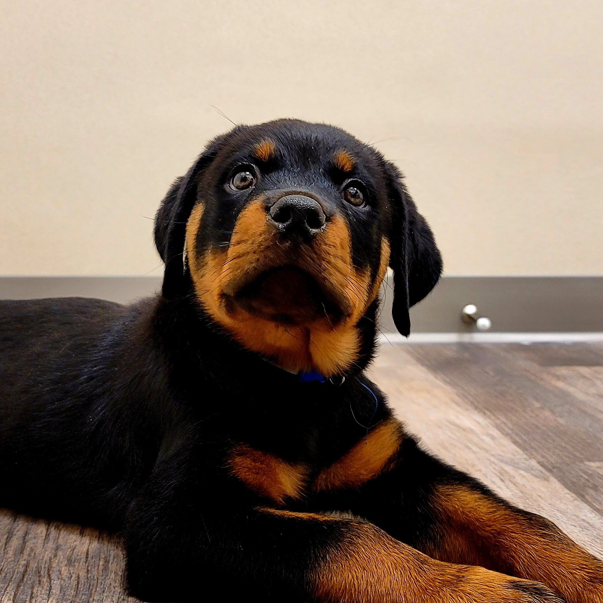 East Tennessee Veterinary Hospital @ Gray Gray