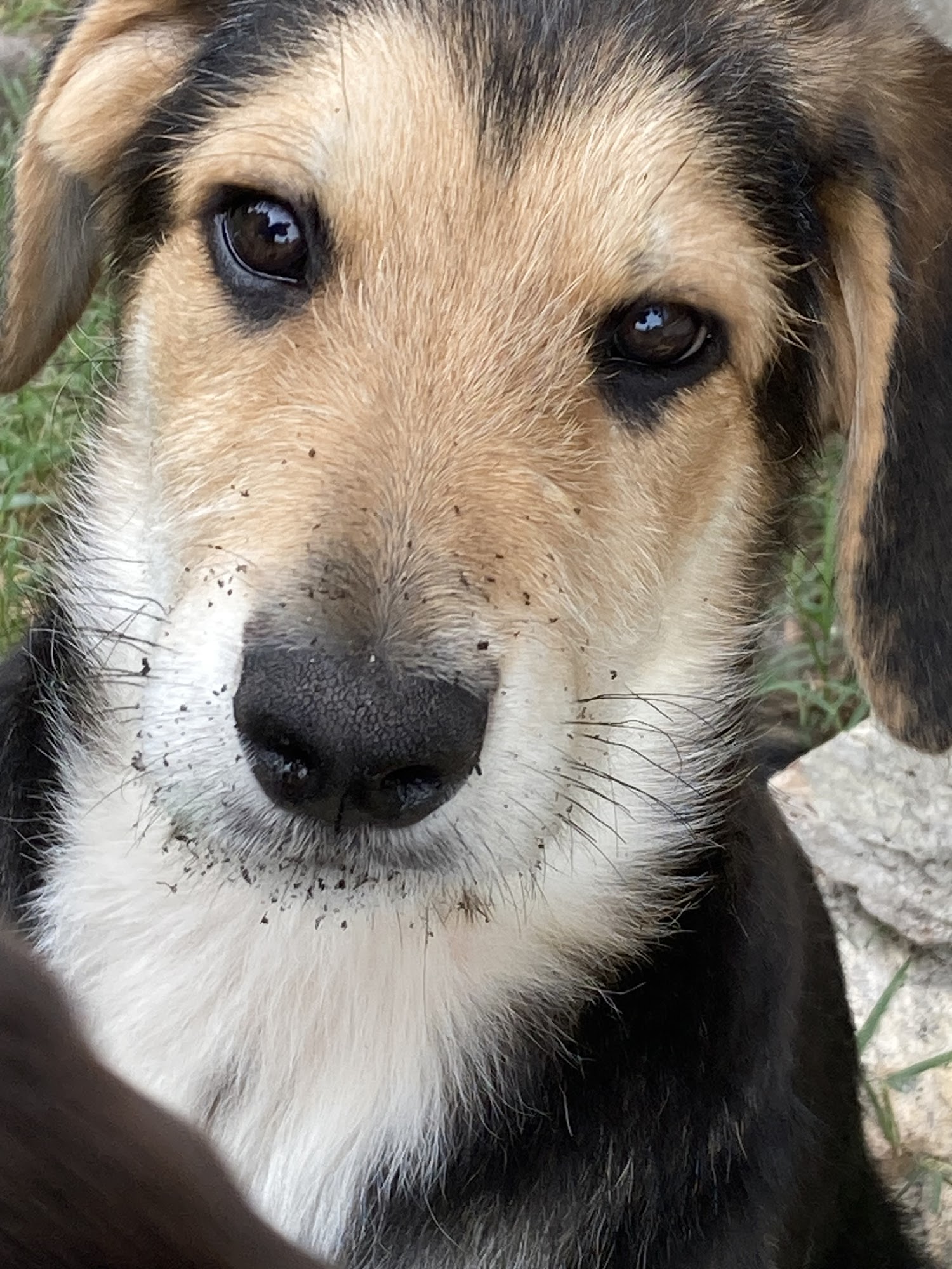 Animal Medical Center of Greeneville Greeneville