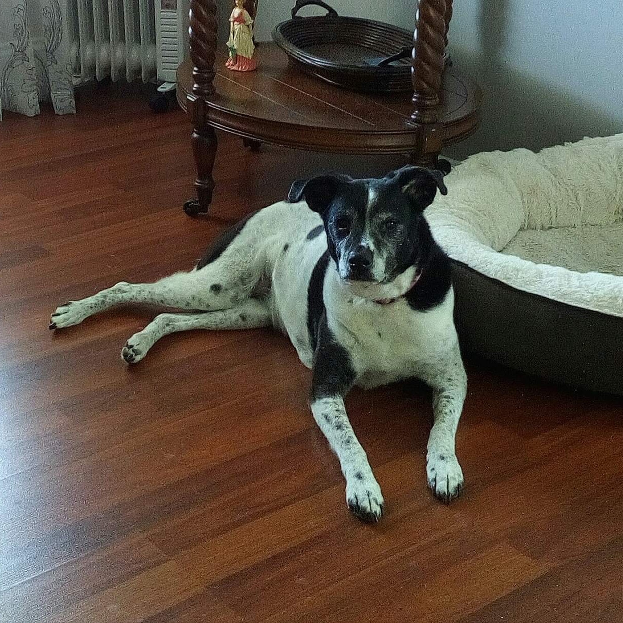 Vet Care Animal Hospital Greeneville