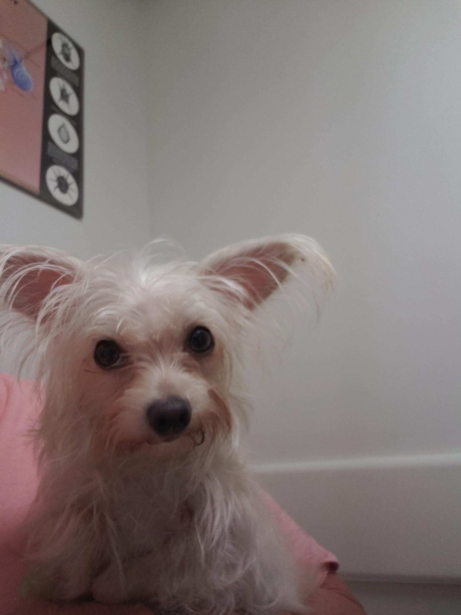 Vet Care Animal Hospital Greeneville