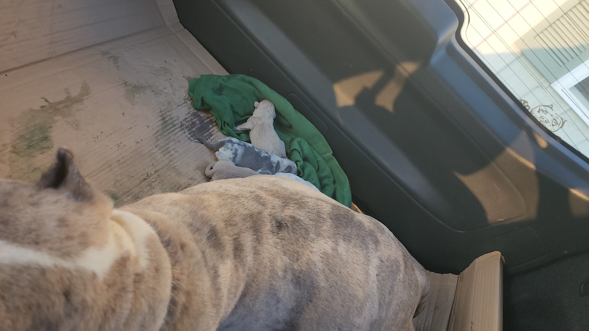 Greene County Veterinary Medical Center Greeneville