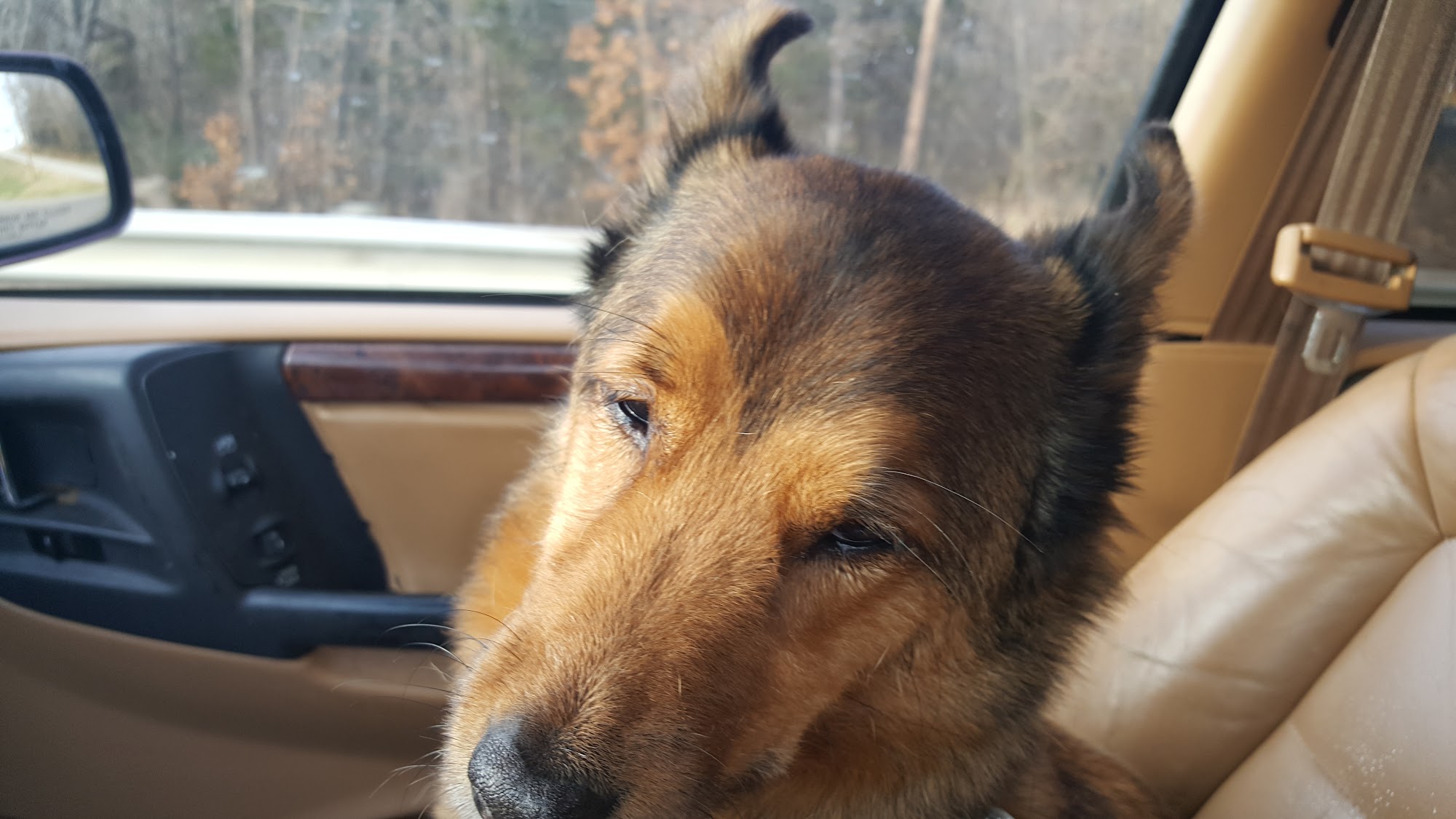 Woolsey Justin DVM Greeneville