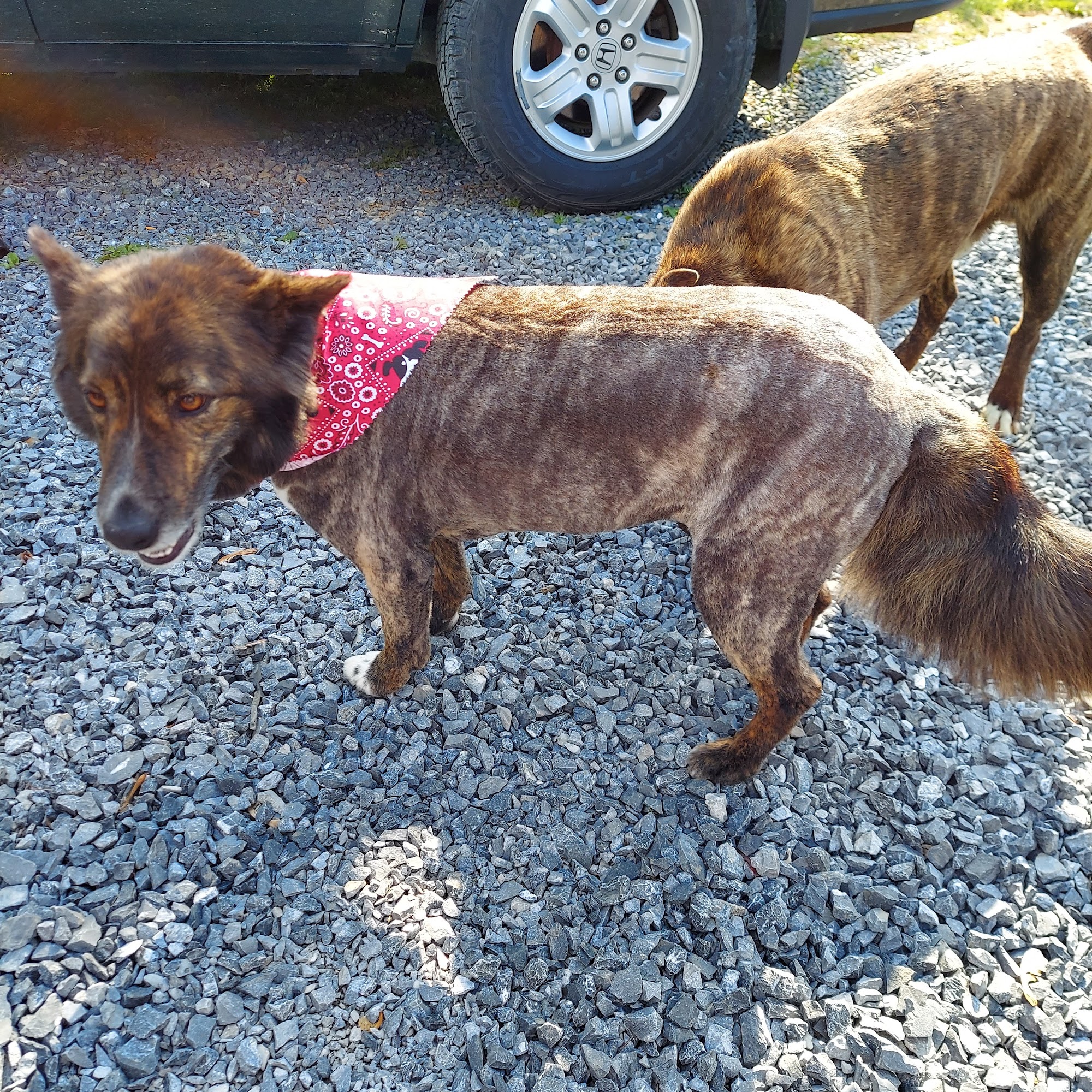 Dawg Haus Grooming Salon Greeneville