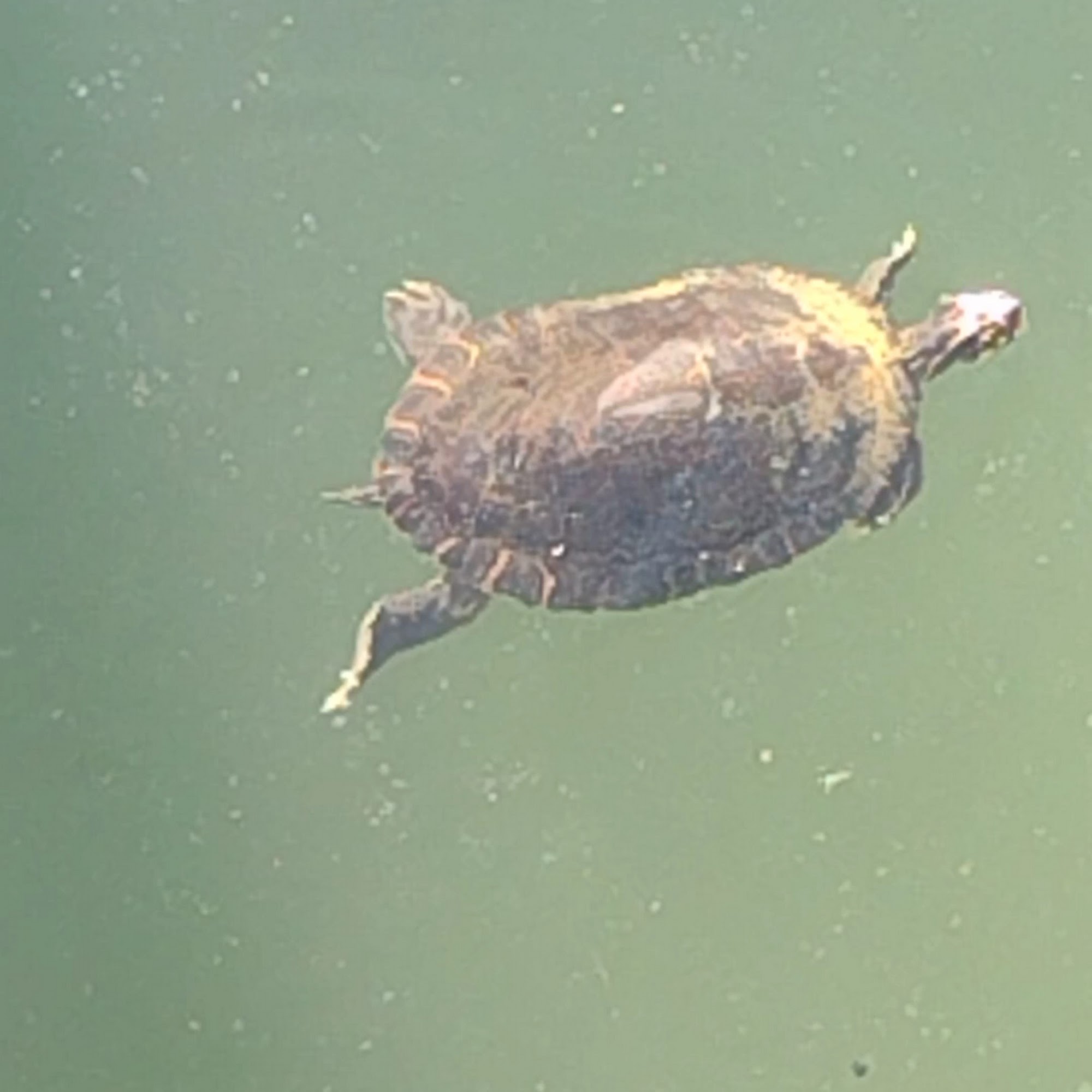 Dockside Cafe Harrison