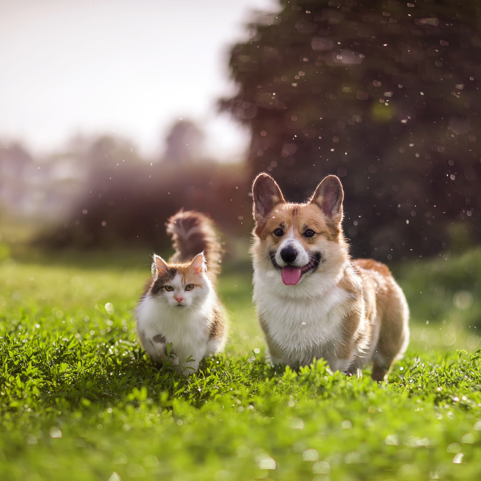 Wolftever Pet Wellness Group | Chattanooga Harrison