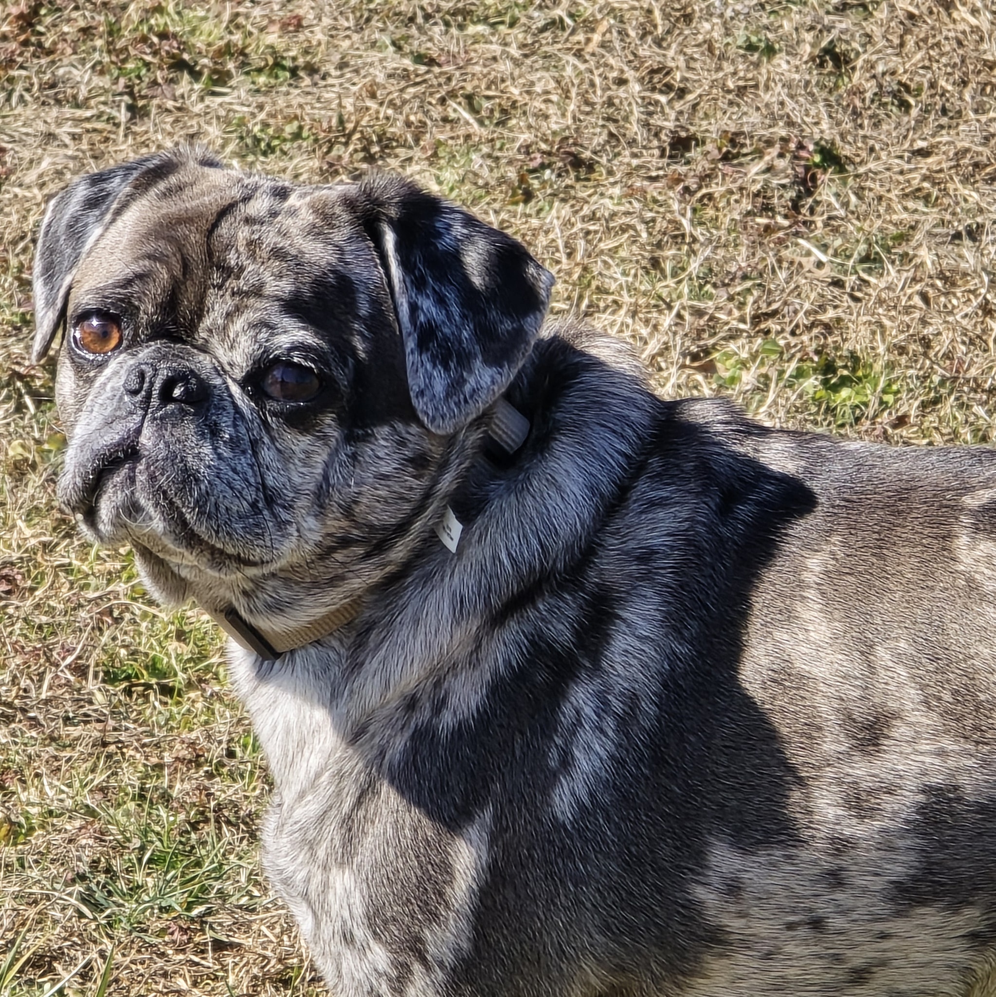 Labby Lane Kennel Harrison