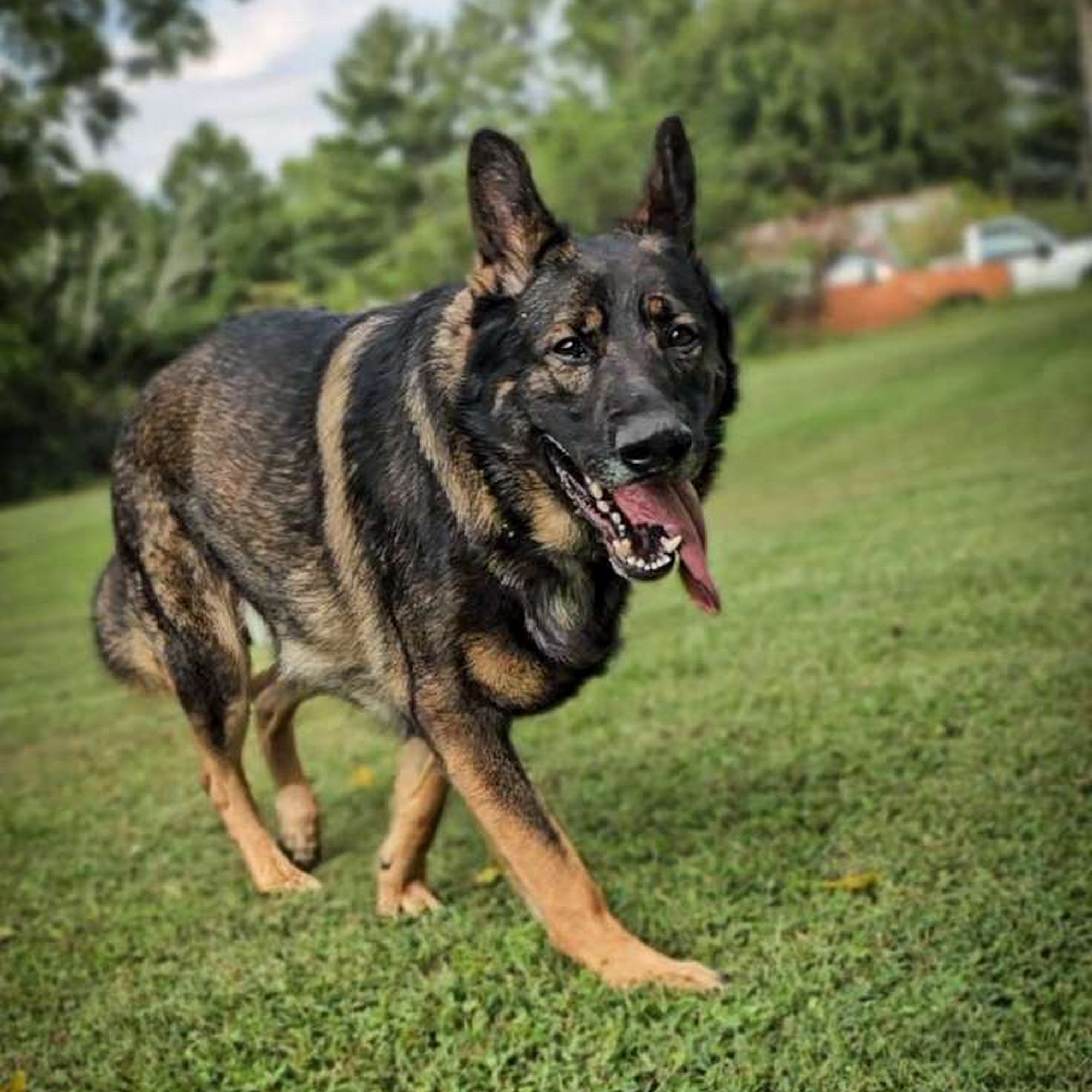 Russell Veterinary Services Harrogate