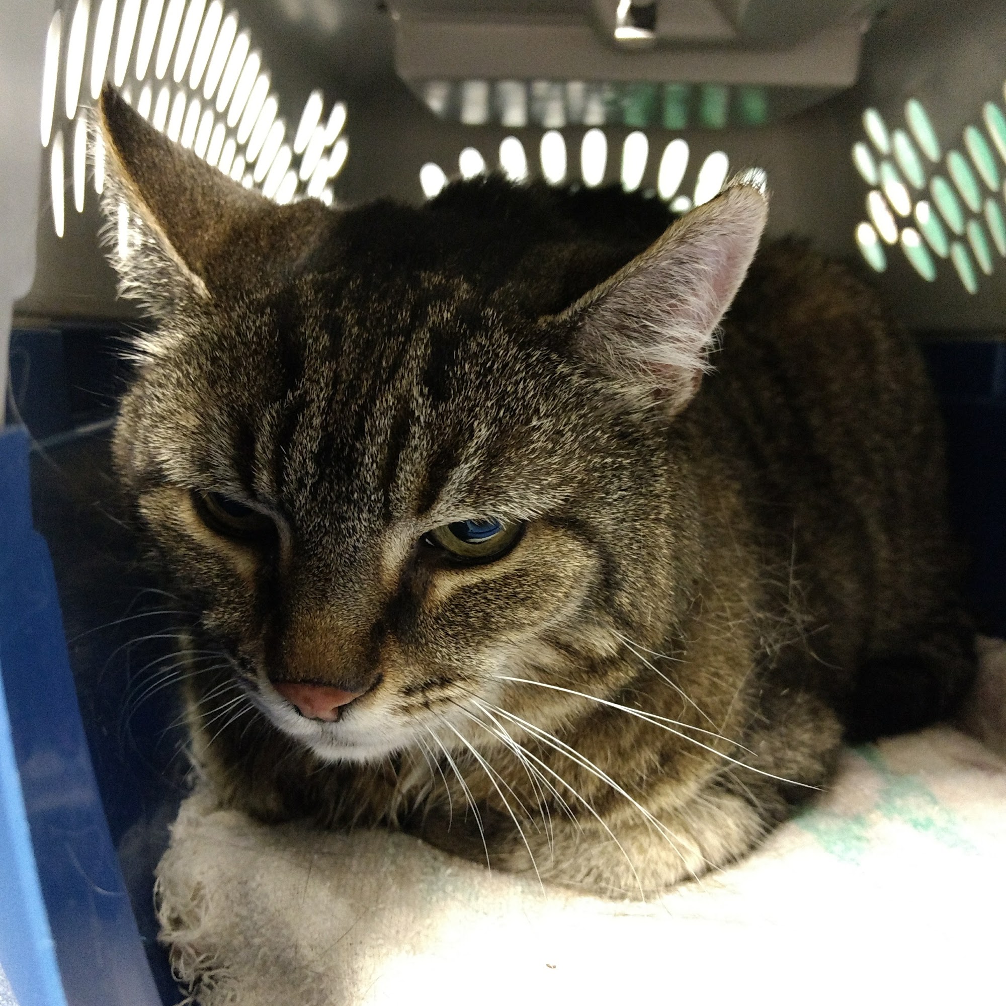 Harrogate Hospital for Animals Harrogate