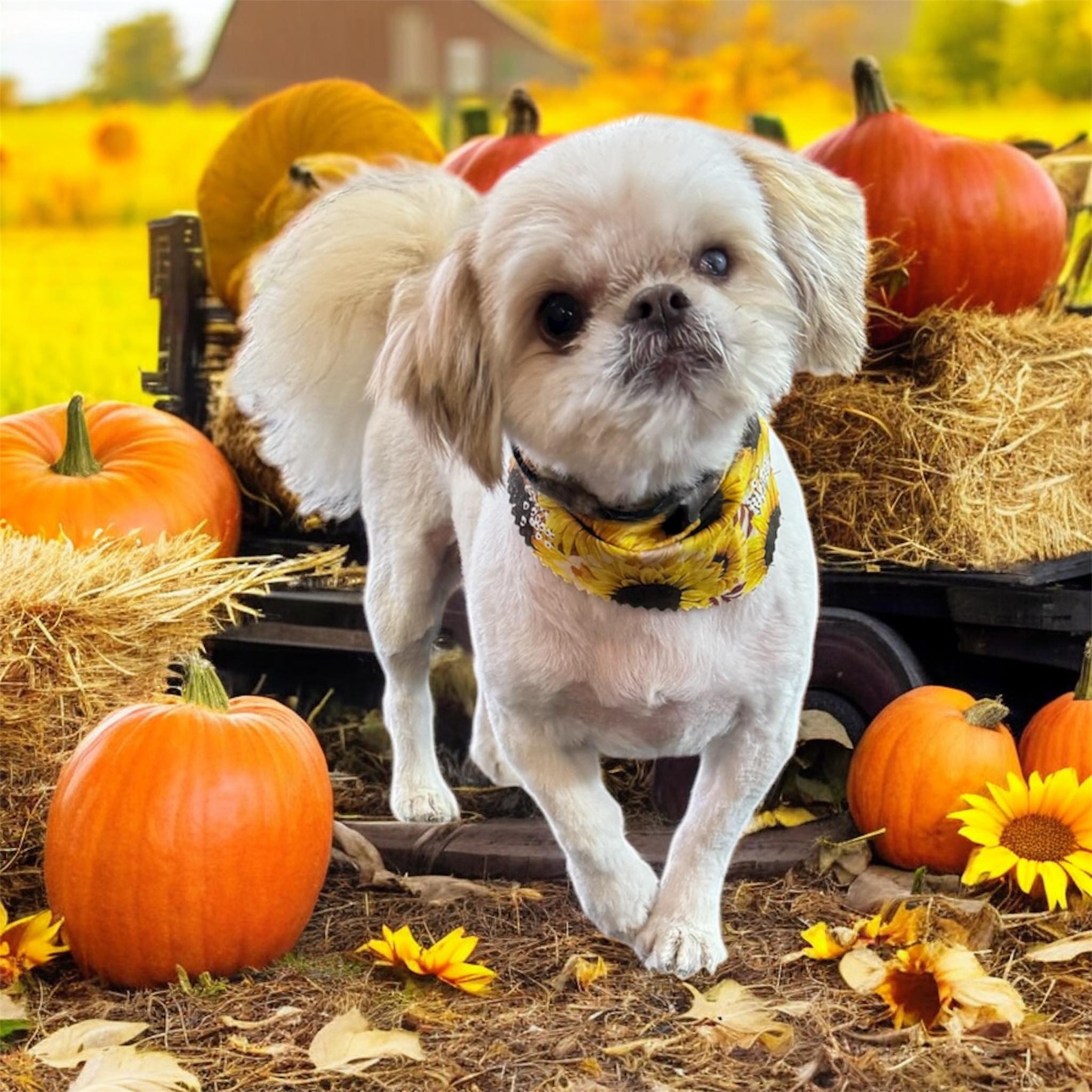 Barks and Bubbles of Harrogate Harrogate