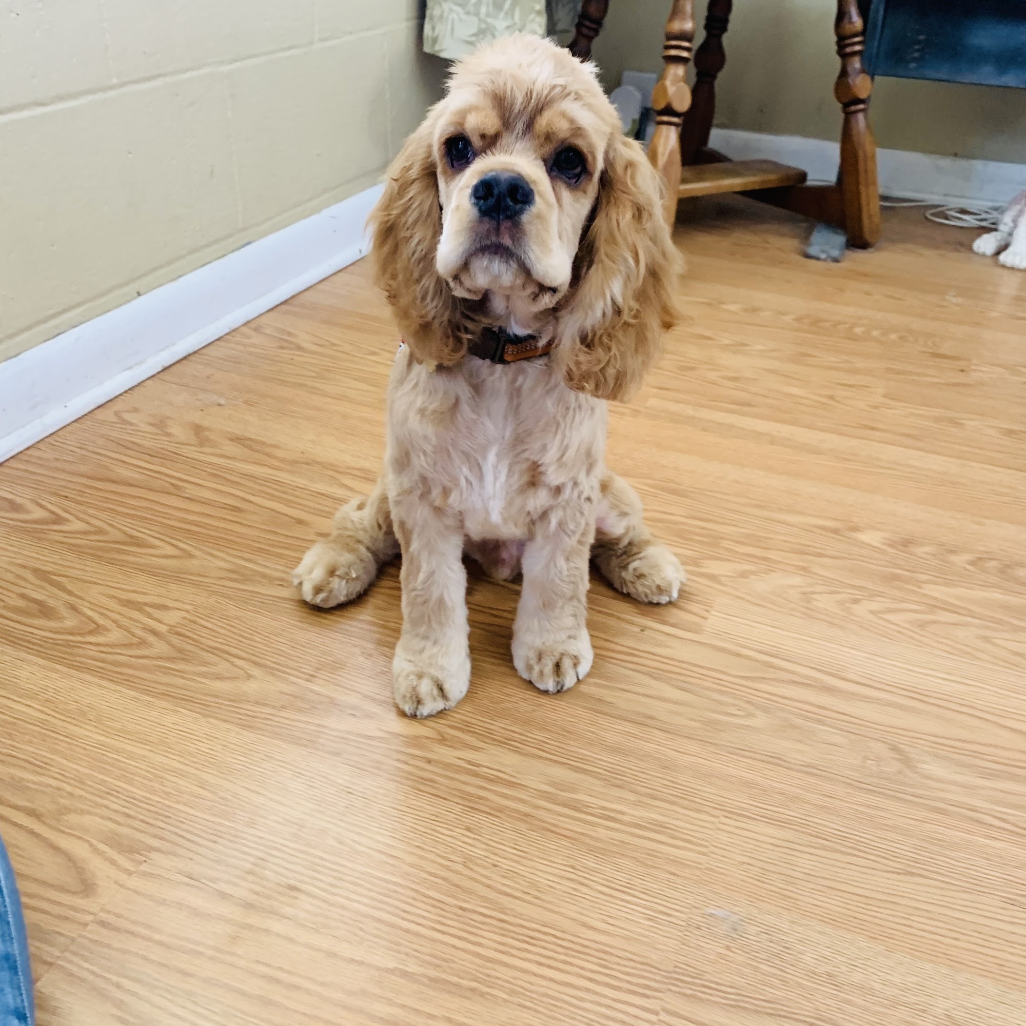 Barks and Bubbles of Harrogate Harrogate