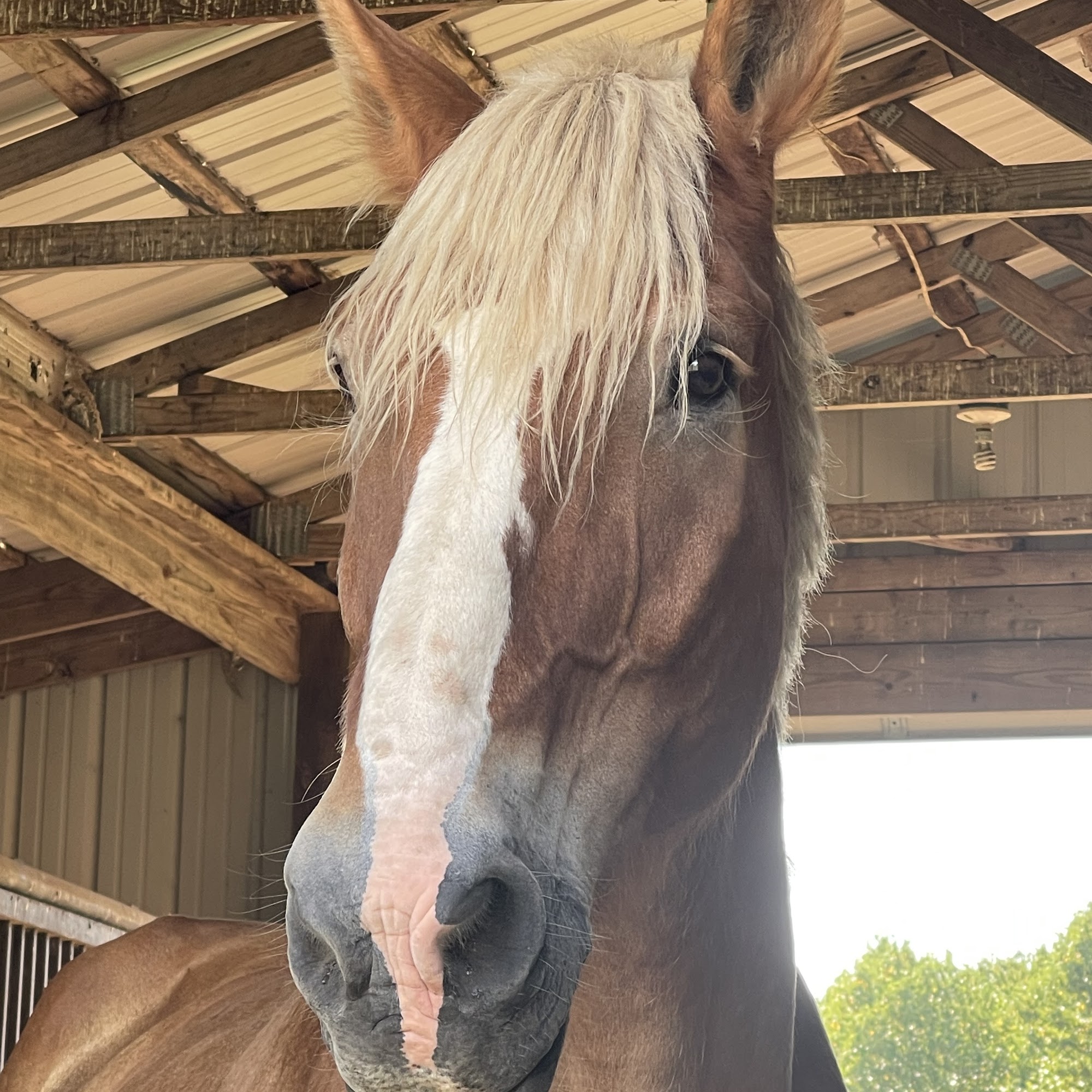 Towns Michael Hartsville