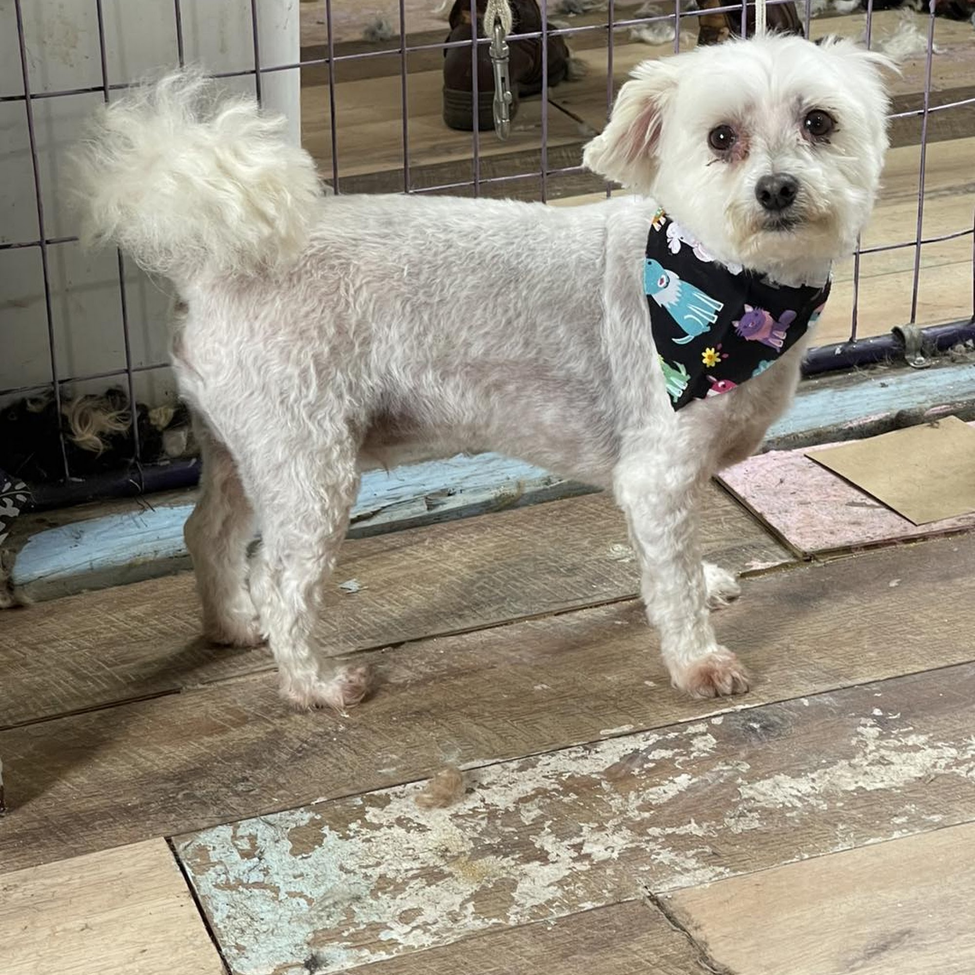 Kritter Kuts & Suds Hartsville