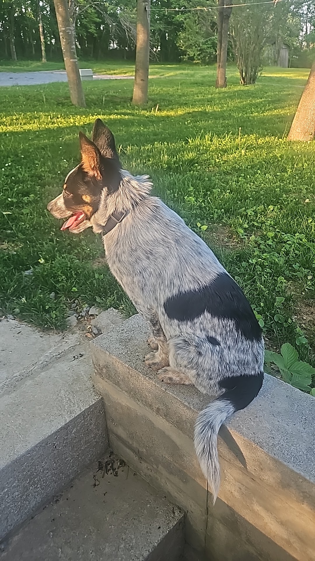 Hartsville Trousdale County Animal Shelter Hartsville