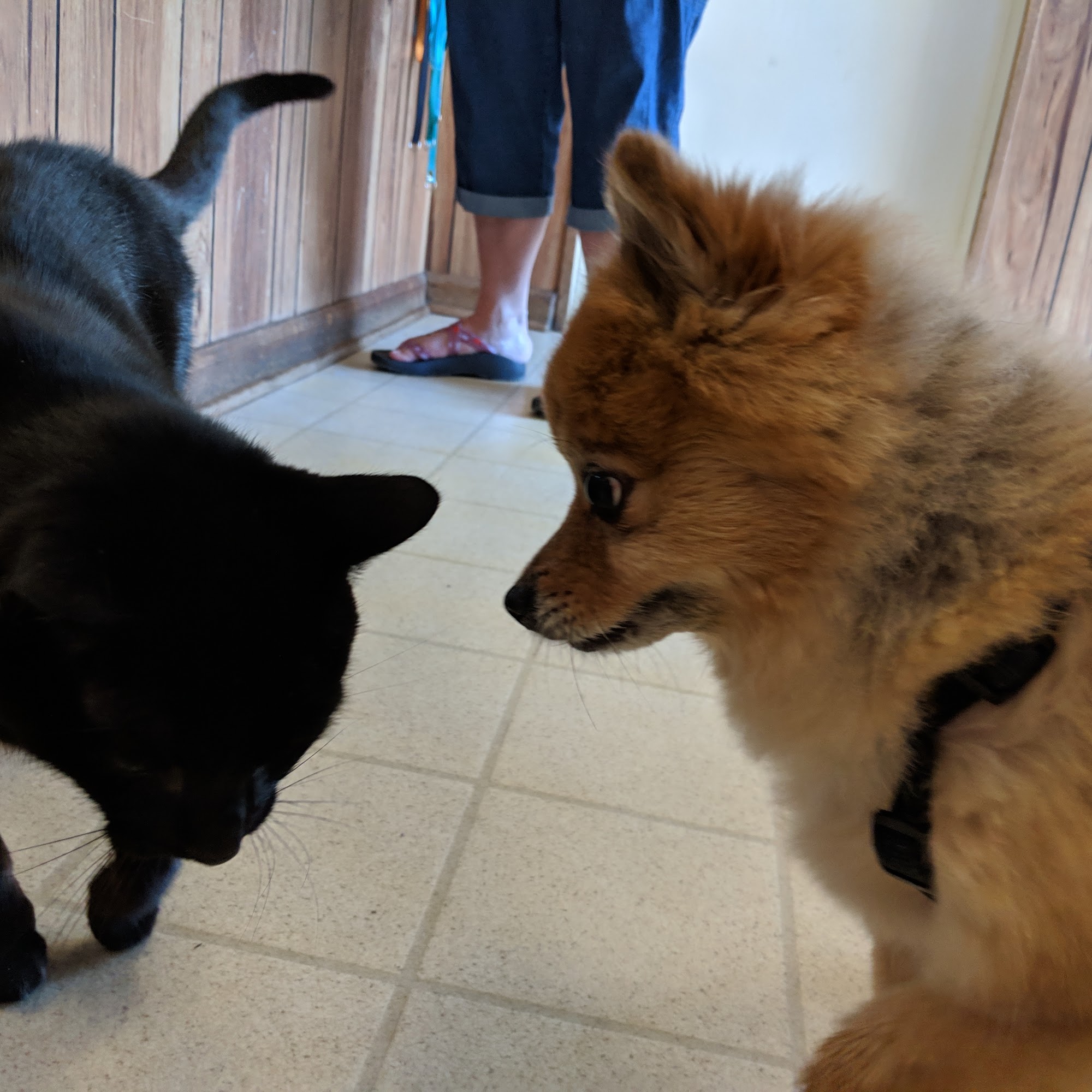 Chester County Animal Hospital Henderson