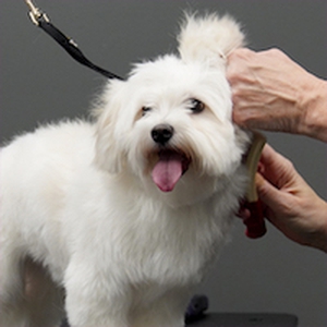 Pet Supplies Plus Hendersonville Hendersonville