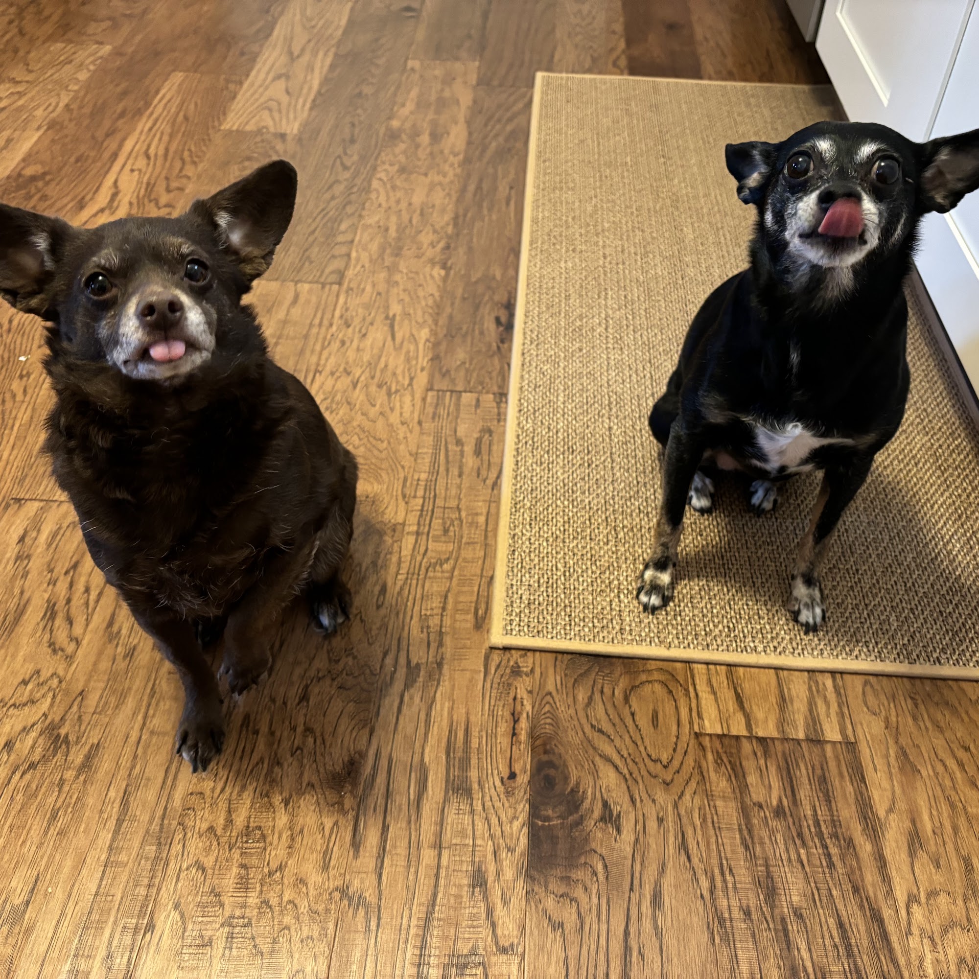 Indian Lake Animal Clinic Hendersonville