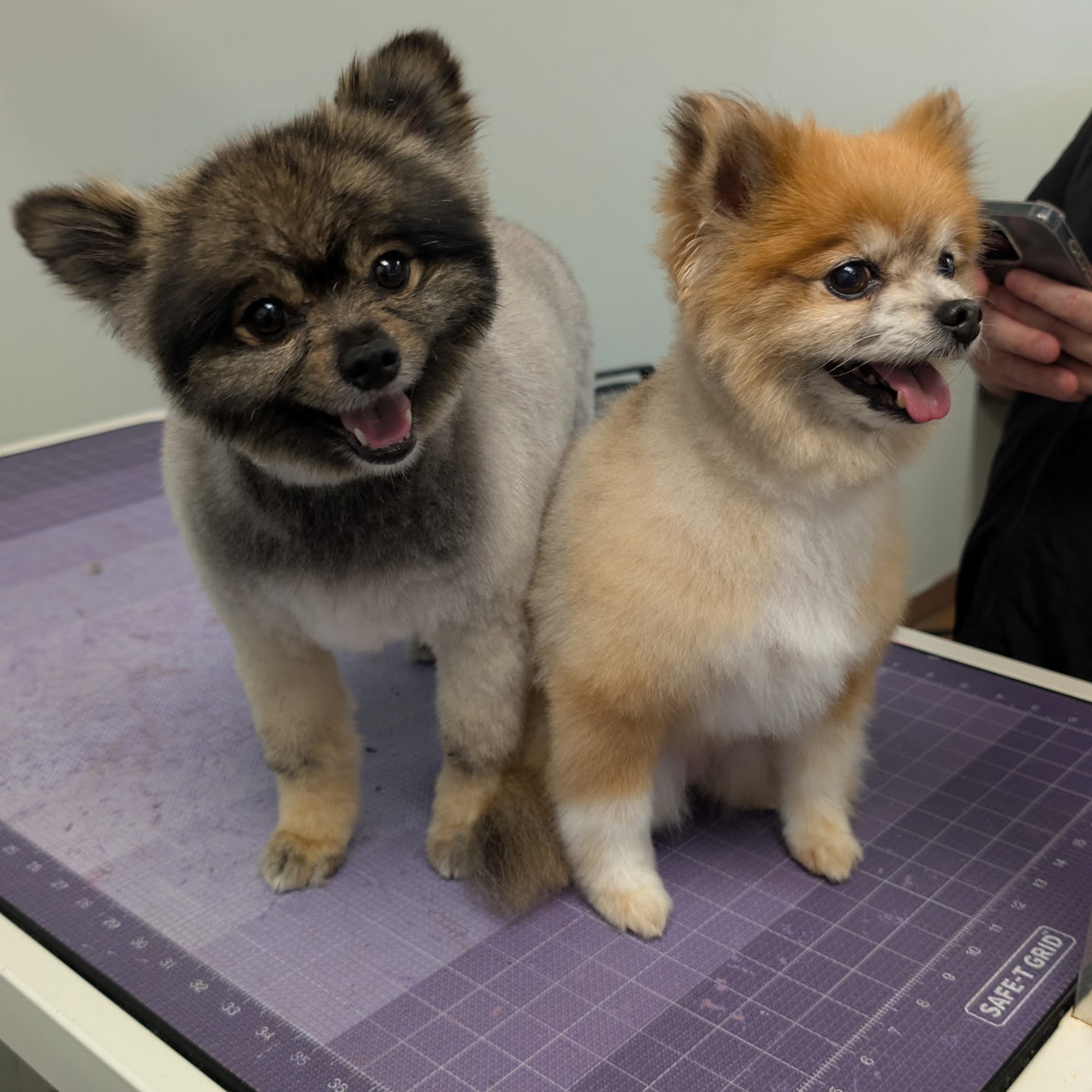 Bark Avenue Hendersonville