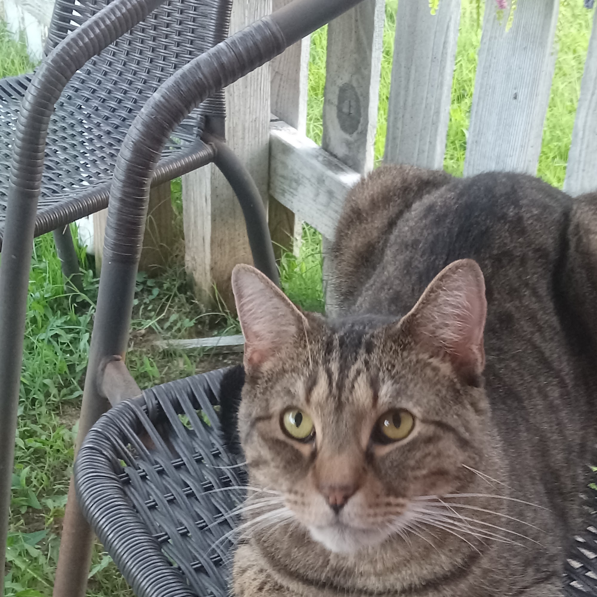 Three Way Animal Clinic Humboldt