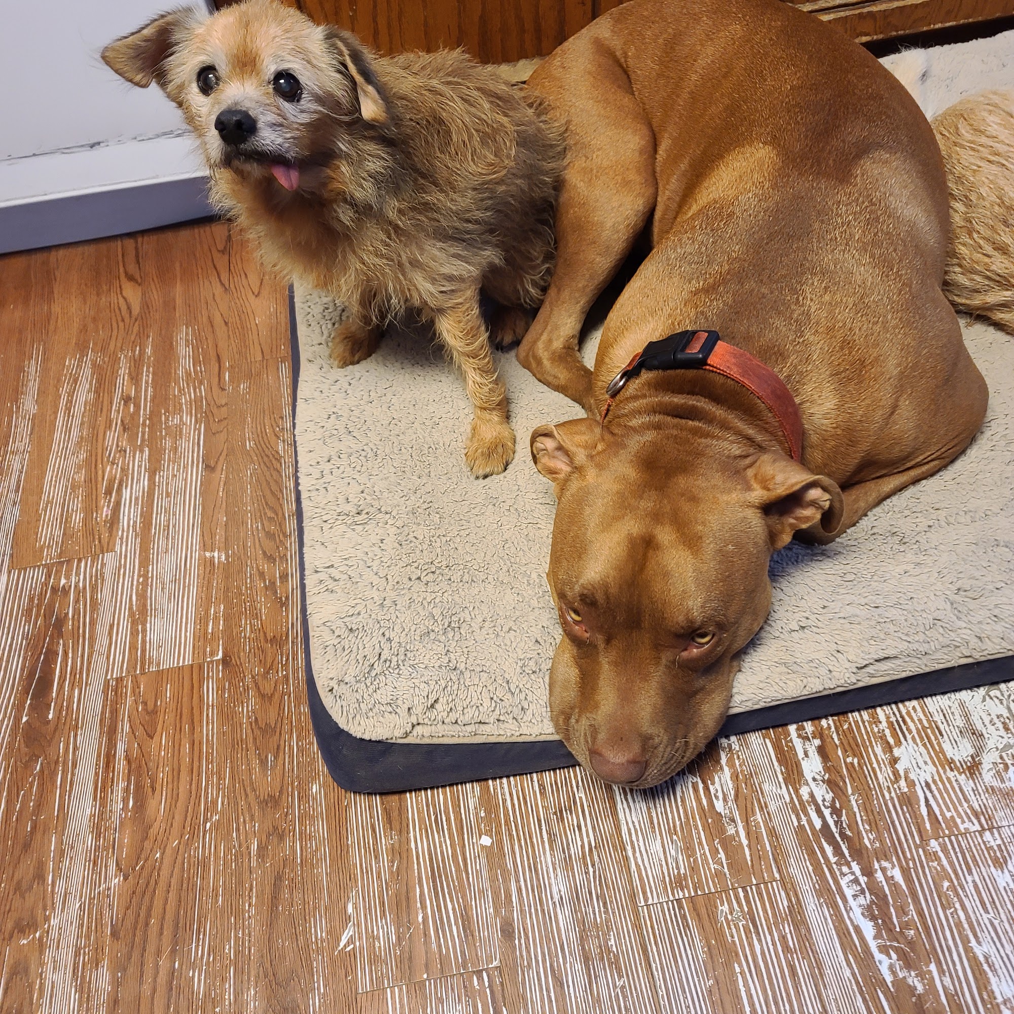 Gibson County Animal Clinic Humboldt