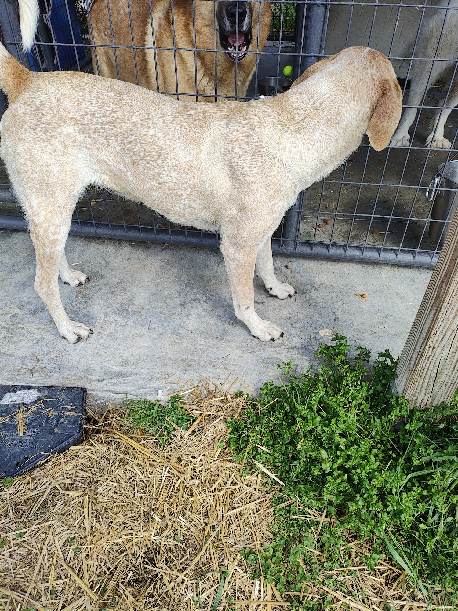 Campbell County Animal Shelter Jacksboro