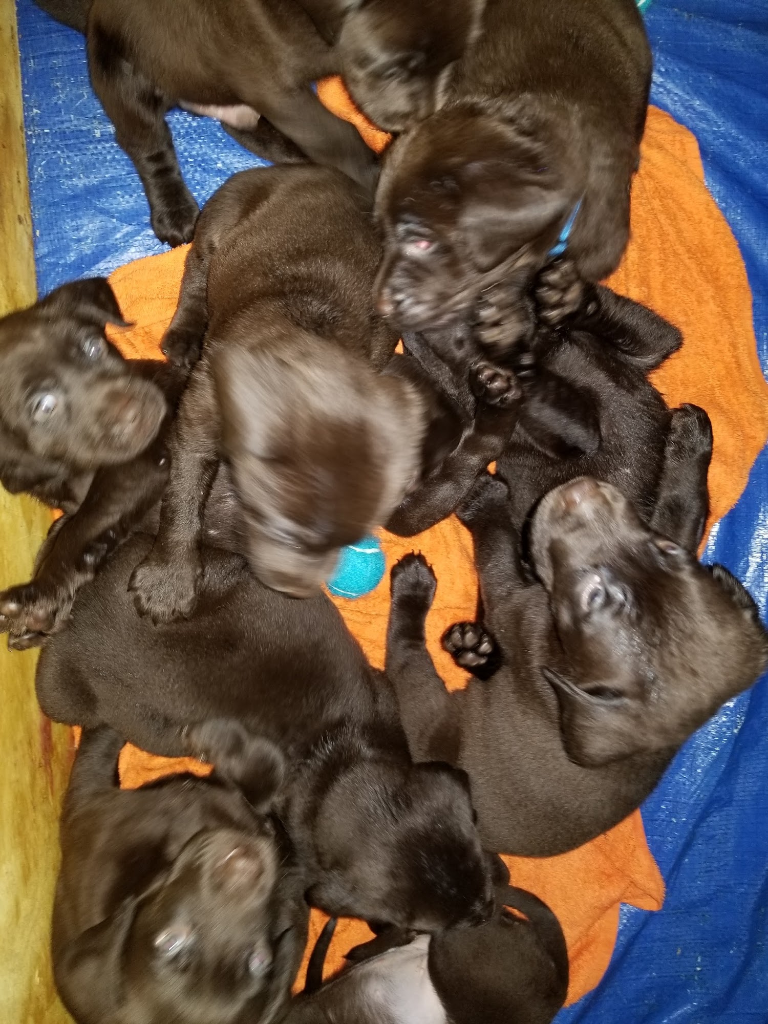 The Pet Care Center of Jackson south Jackson