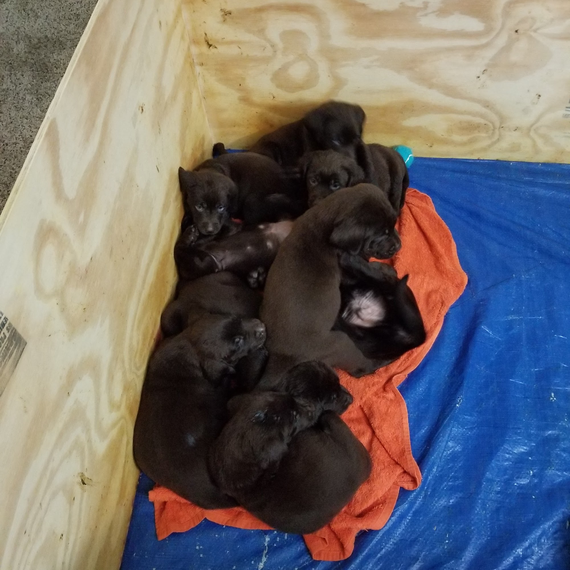 The Pet Care Center of Jackson south Jackson