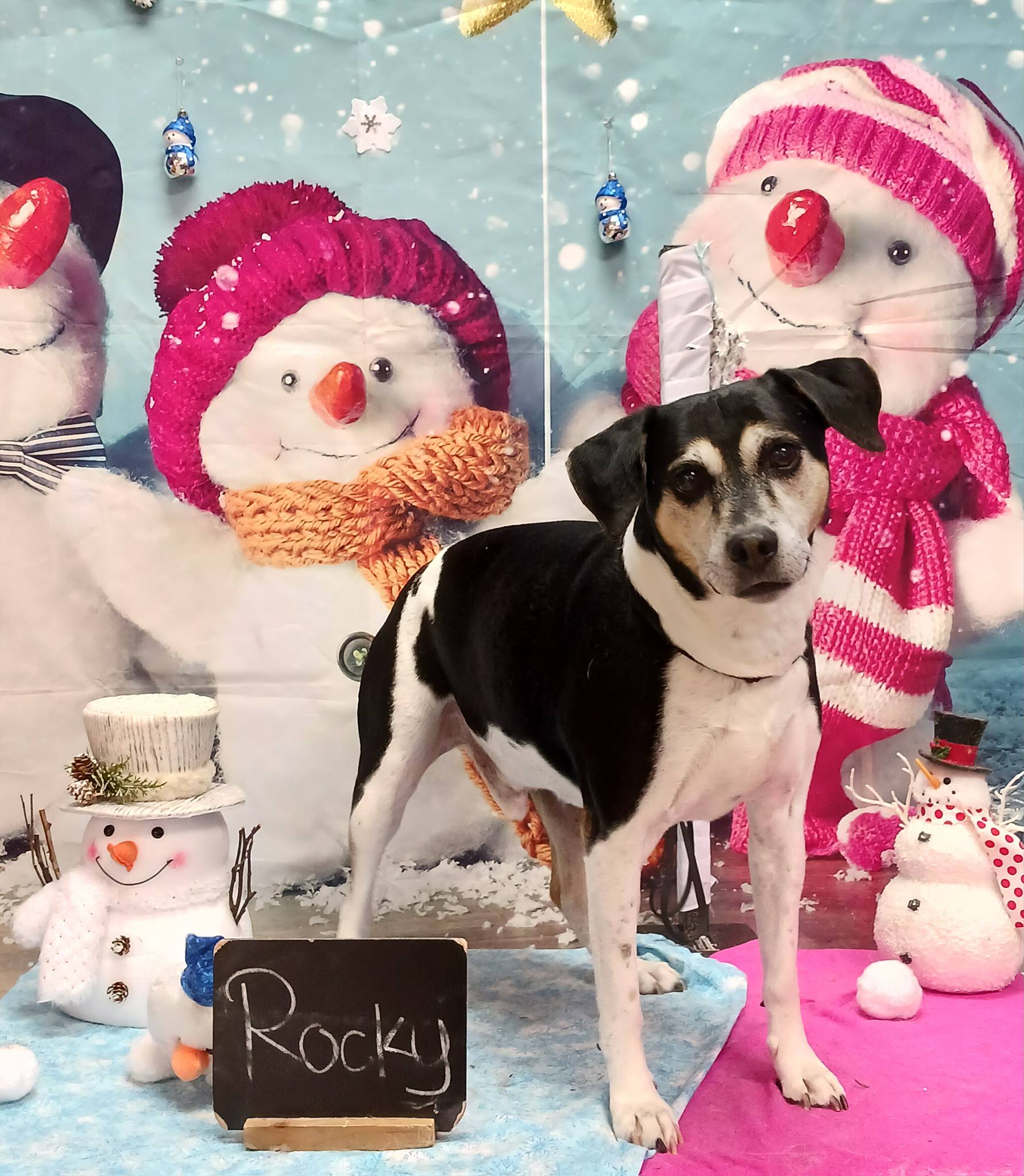 Missy & Co. Pet Grooming Jackson