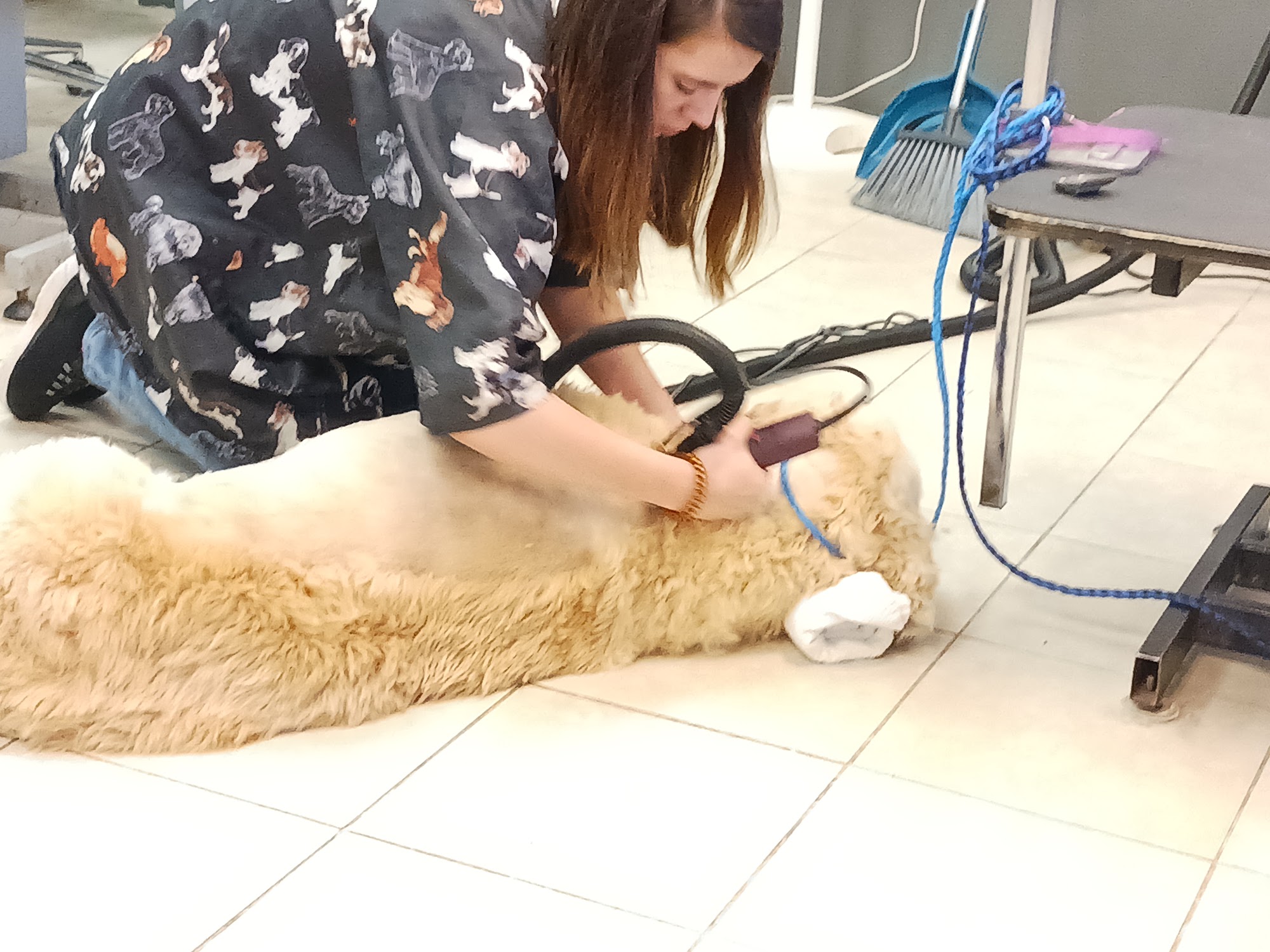 Missy & Co. Pet Grooming Jackson