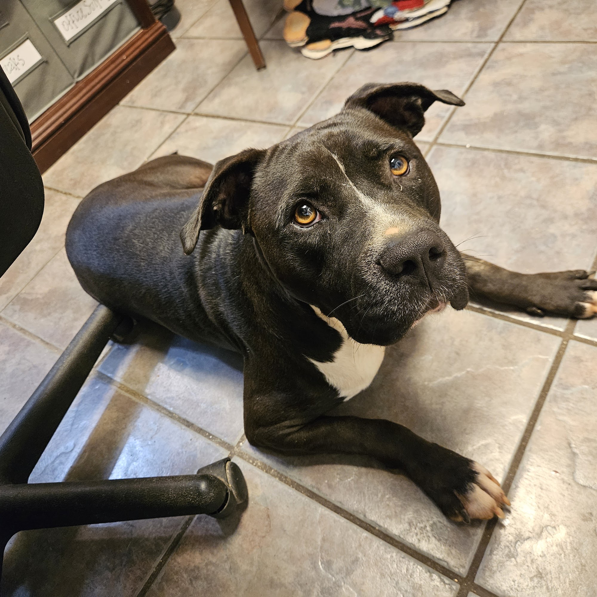 Jackson Animal Care Center Jackson