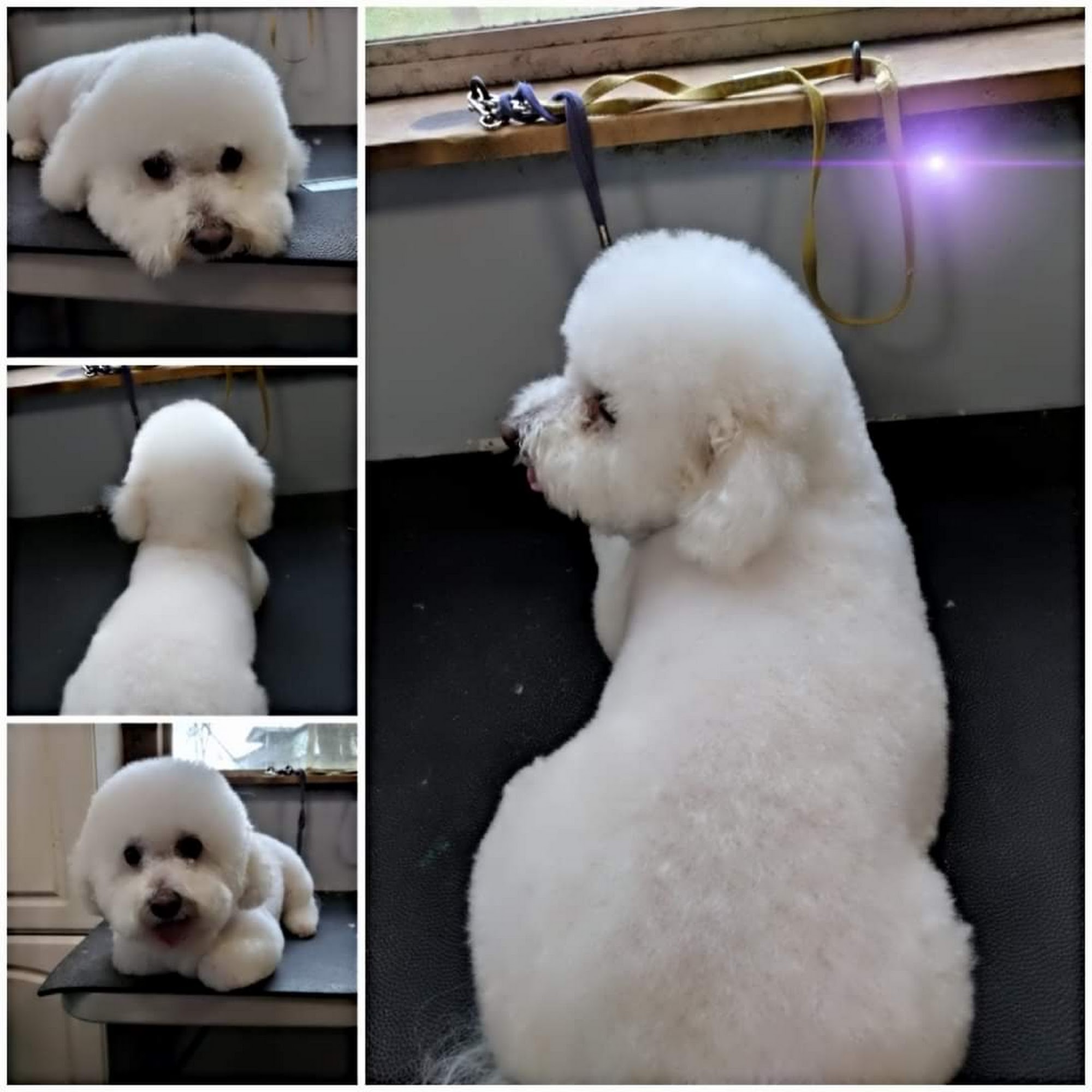 Purrfect Pets Pro Grooming Jefferson City