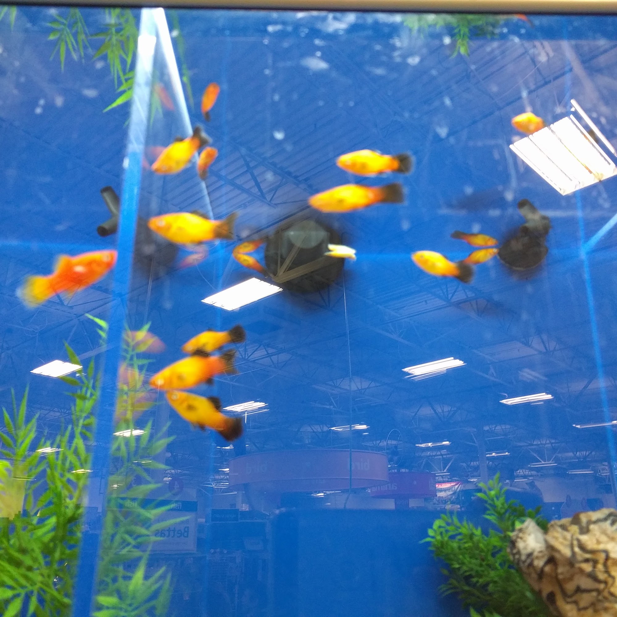 PetSmart Johnson City