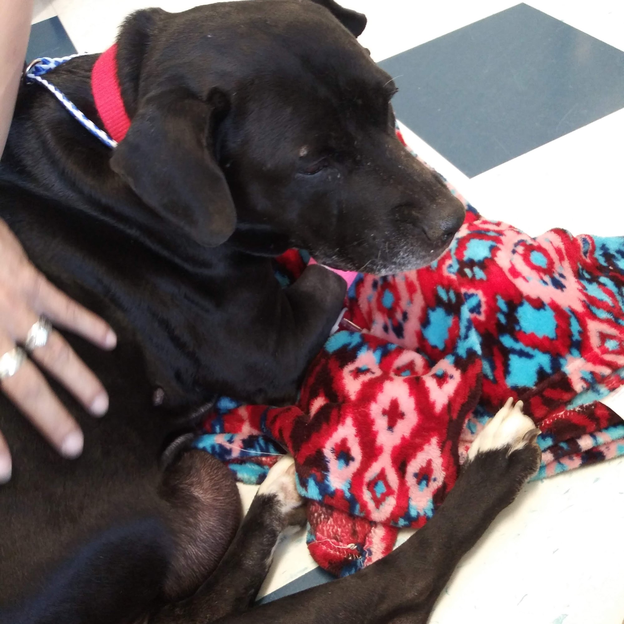 Robinson Animal Hospital Johnson City