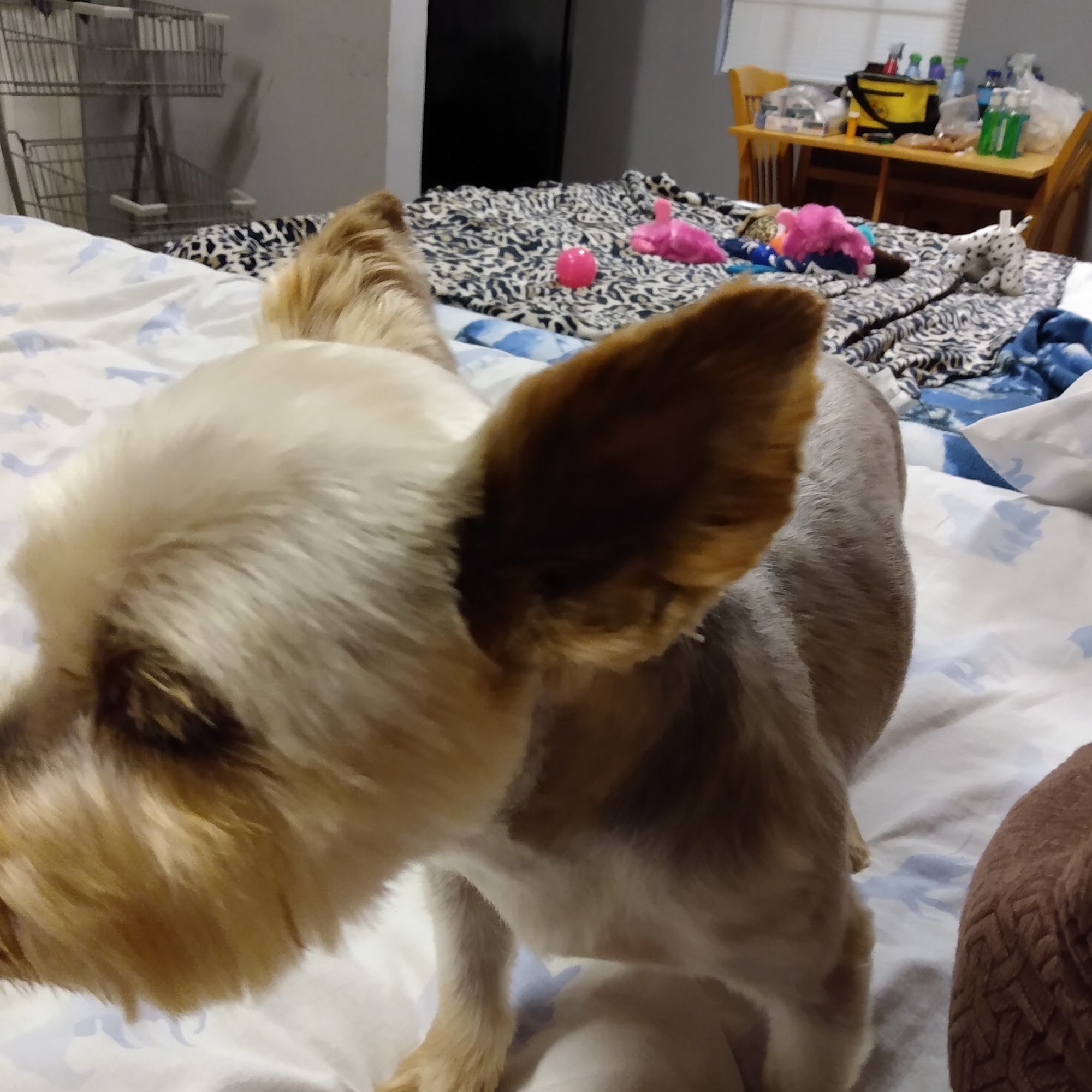 Robinson Animal Hospital Johnson City