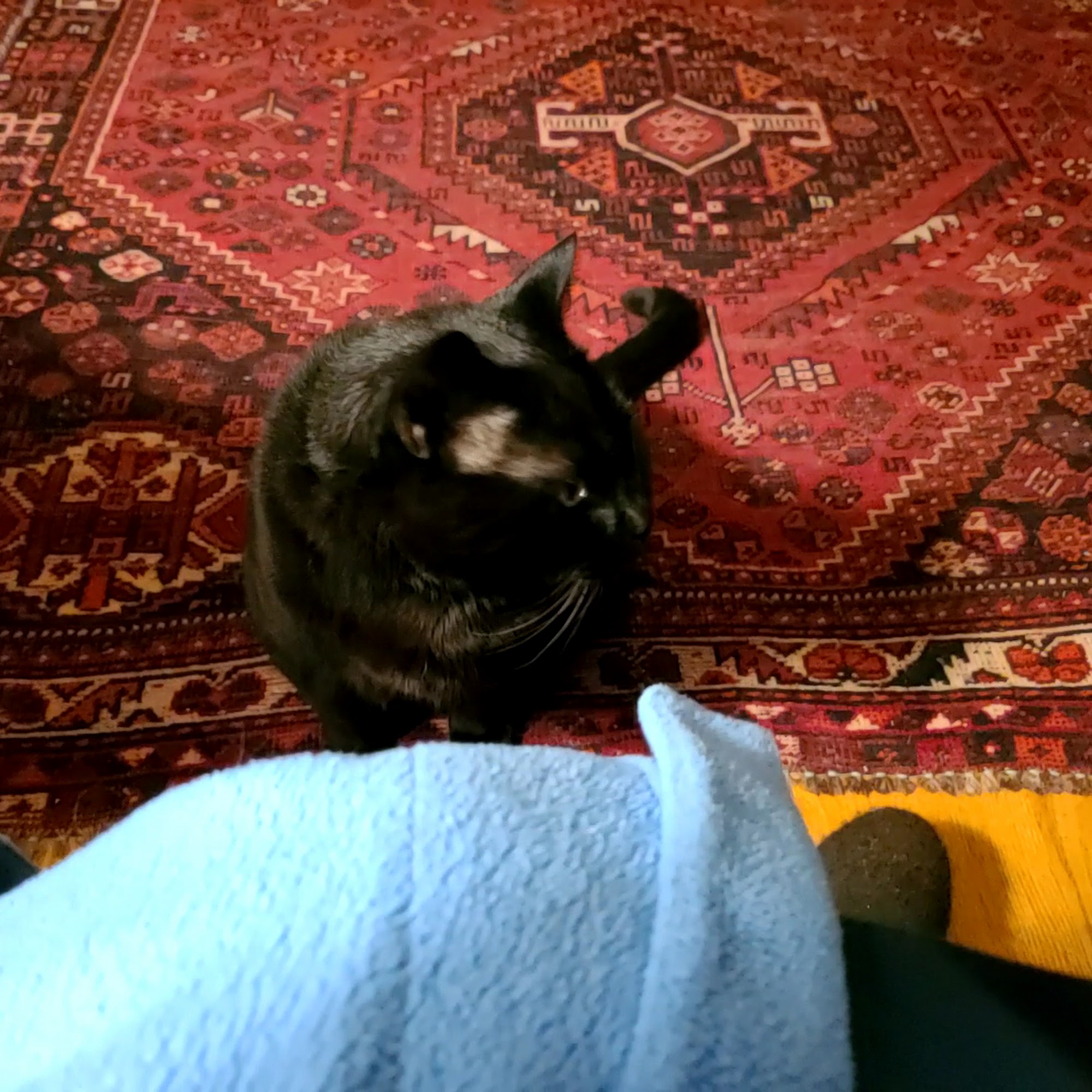 Cherokee Hospital For Animals Johnson City