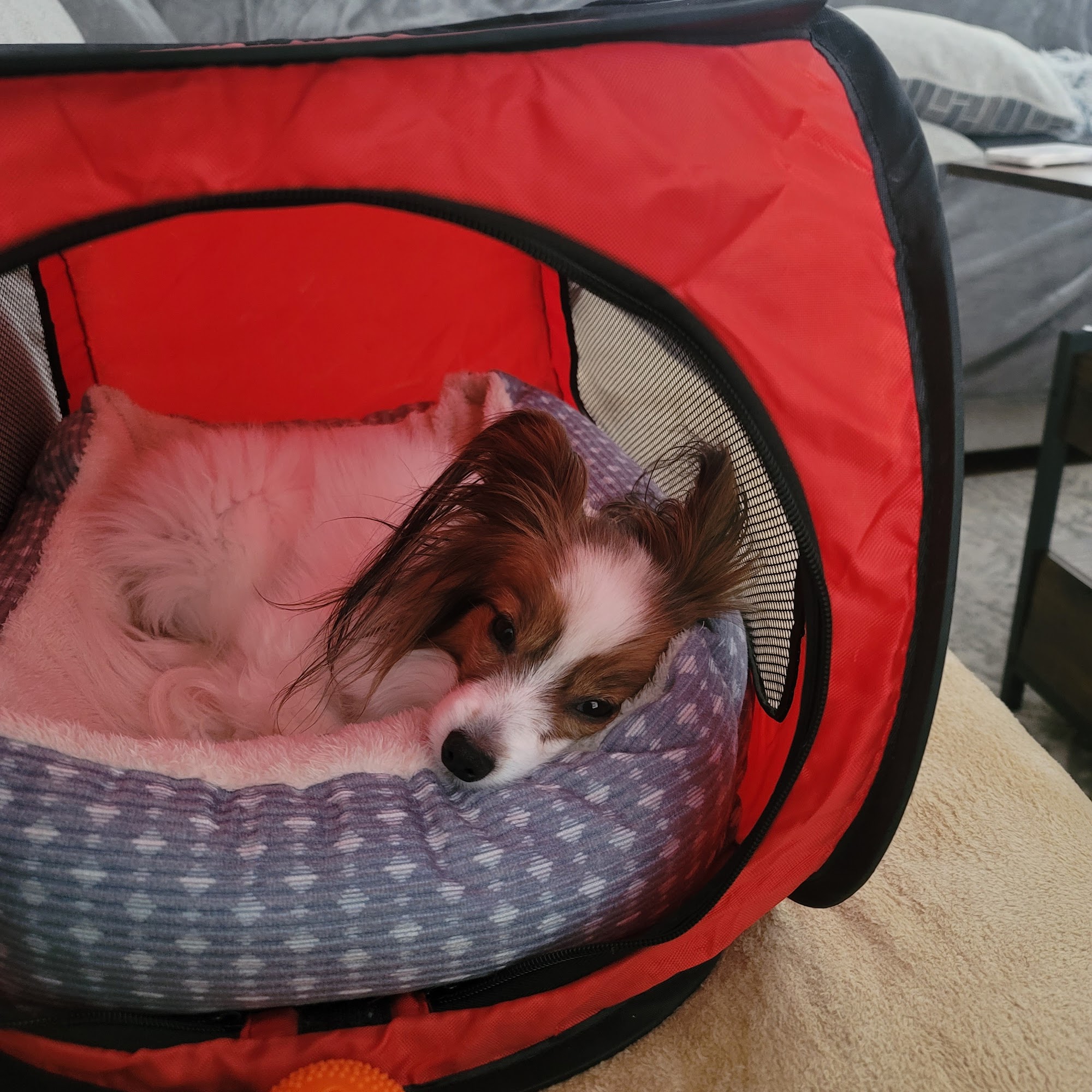 Pinecrest Veterinary Clinic Johnson City