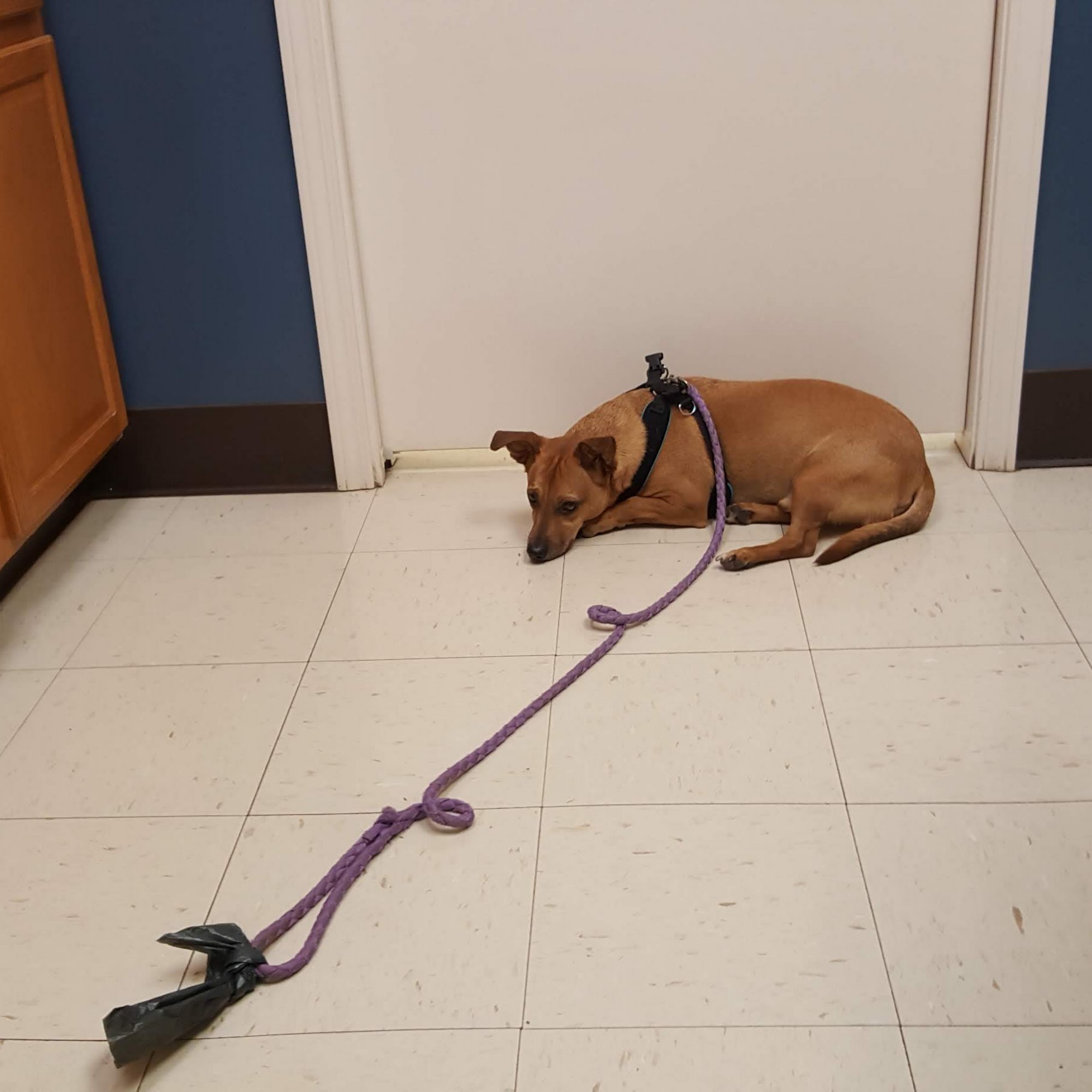 Young's Animal Hospital: Stricker Stephen G DVM Johnson City