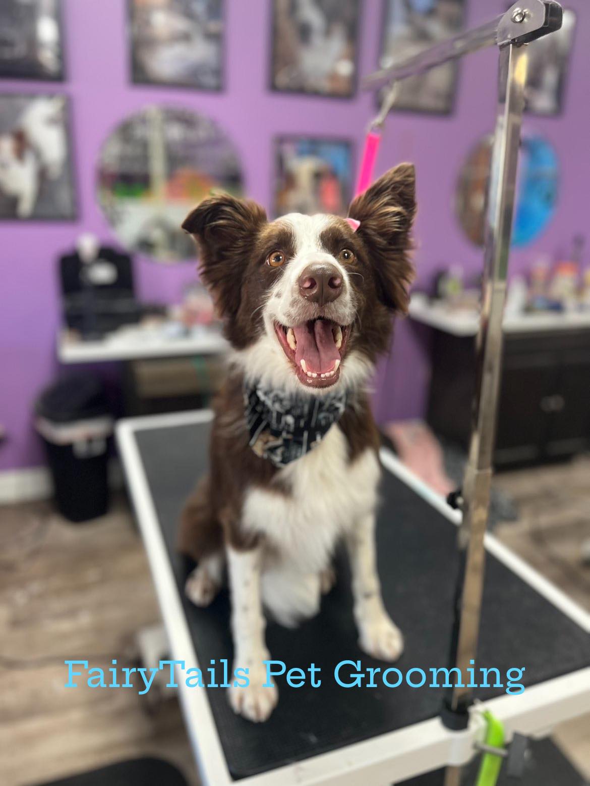 FairyTails Pet Grooming, Daycare & Boarding Johnson City