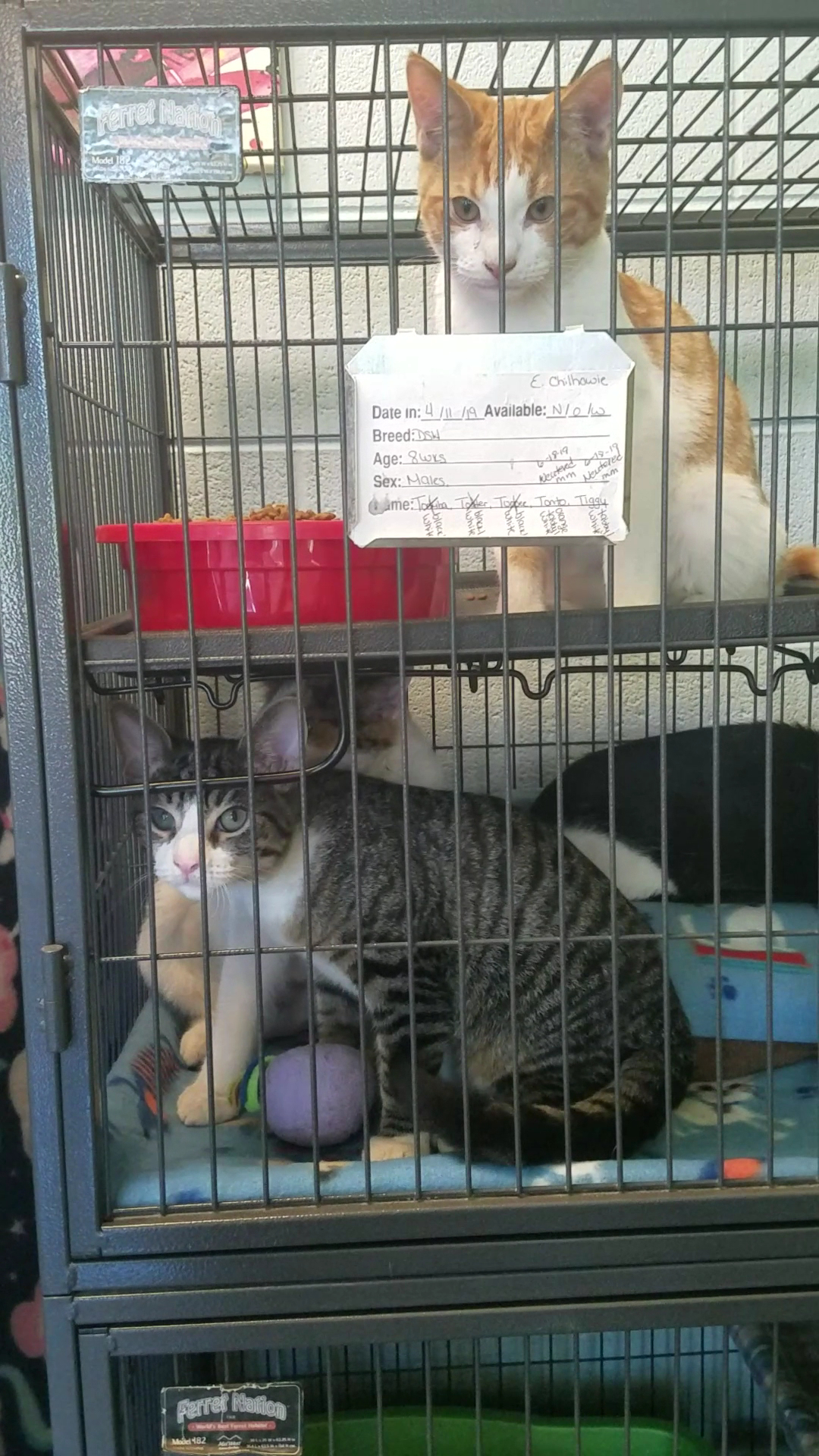 Washington County Johnson City Animal Center Johnson City