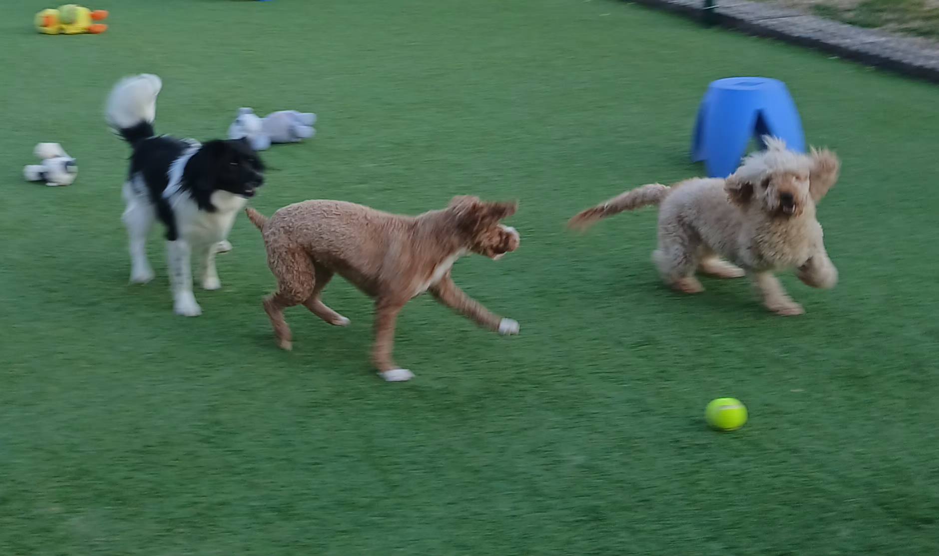 Paddle Creek Pet Ranch Johnson City