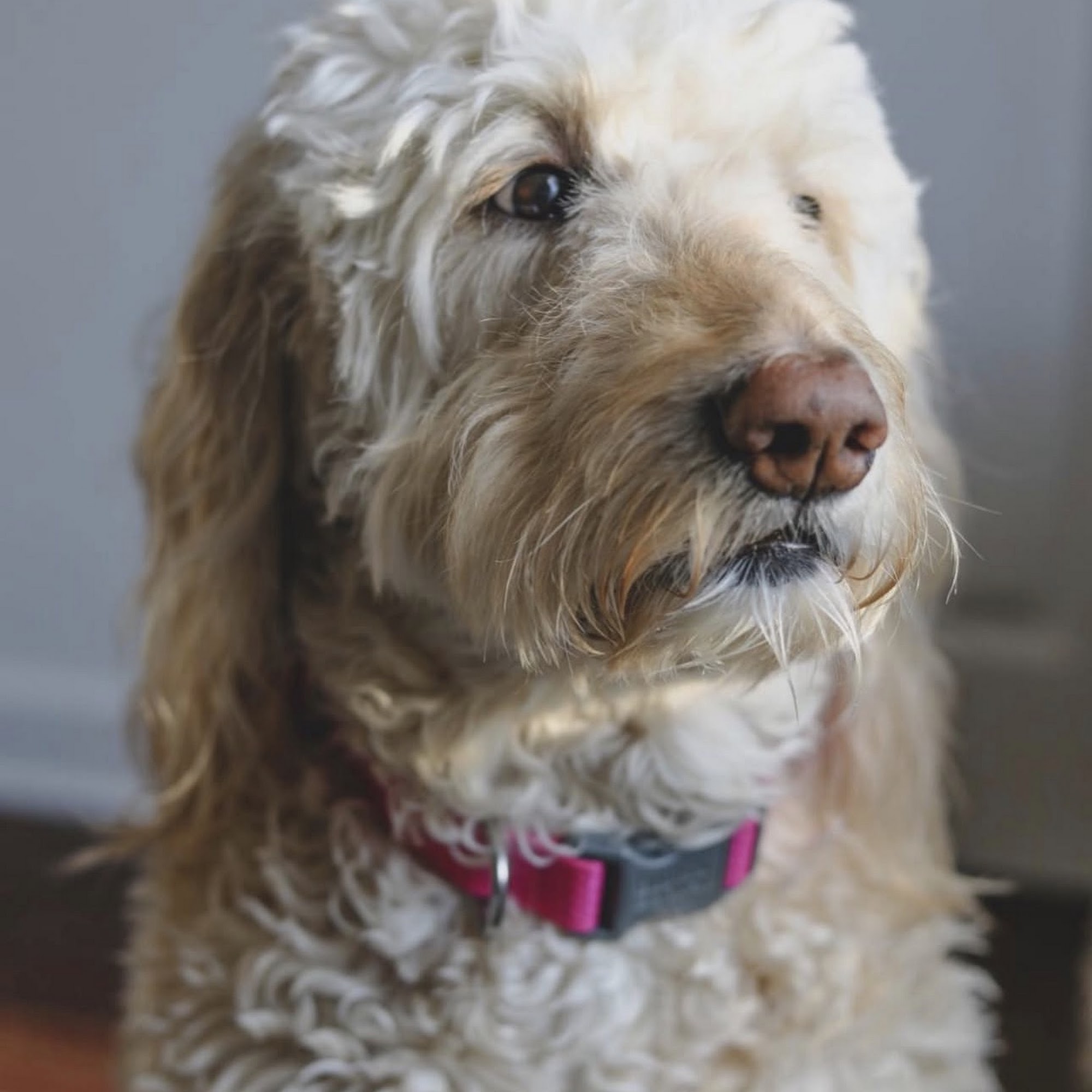 Veterinary Medical Center Johnson City