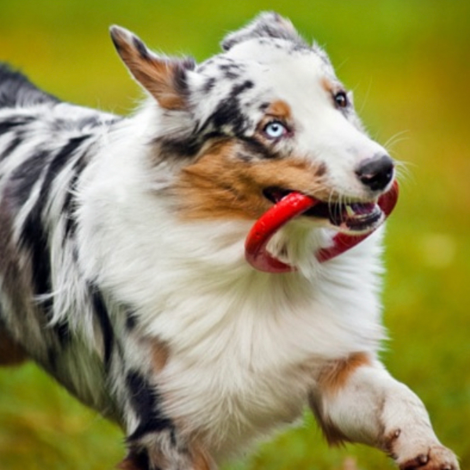 Country Club Kennels Johnson City