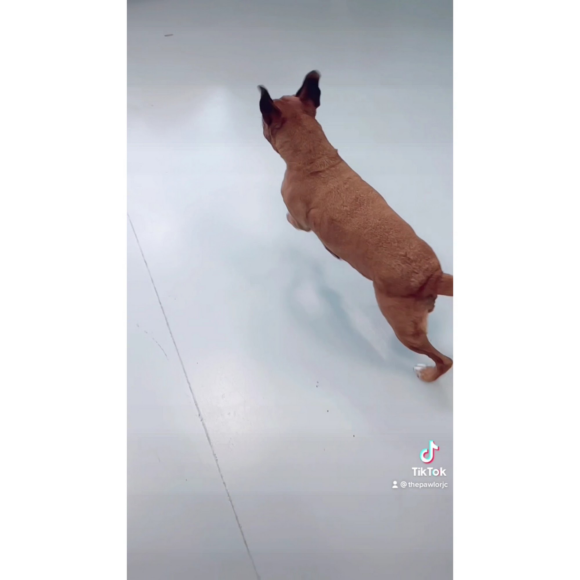 The Pawlor Luxury Grooming Johnson City